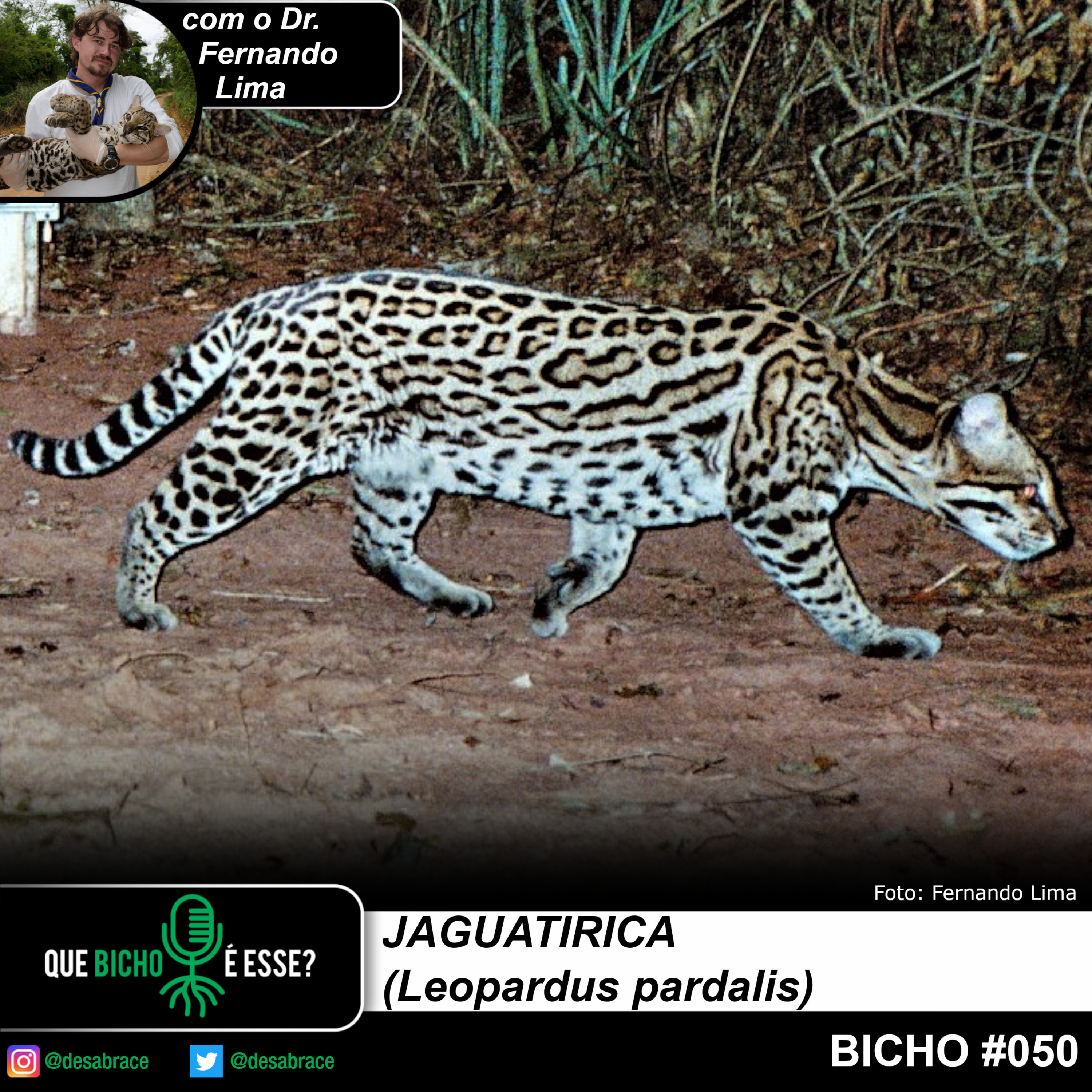 Que bicho é esse?