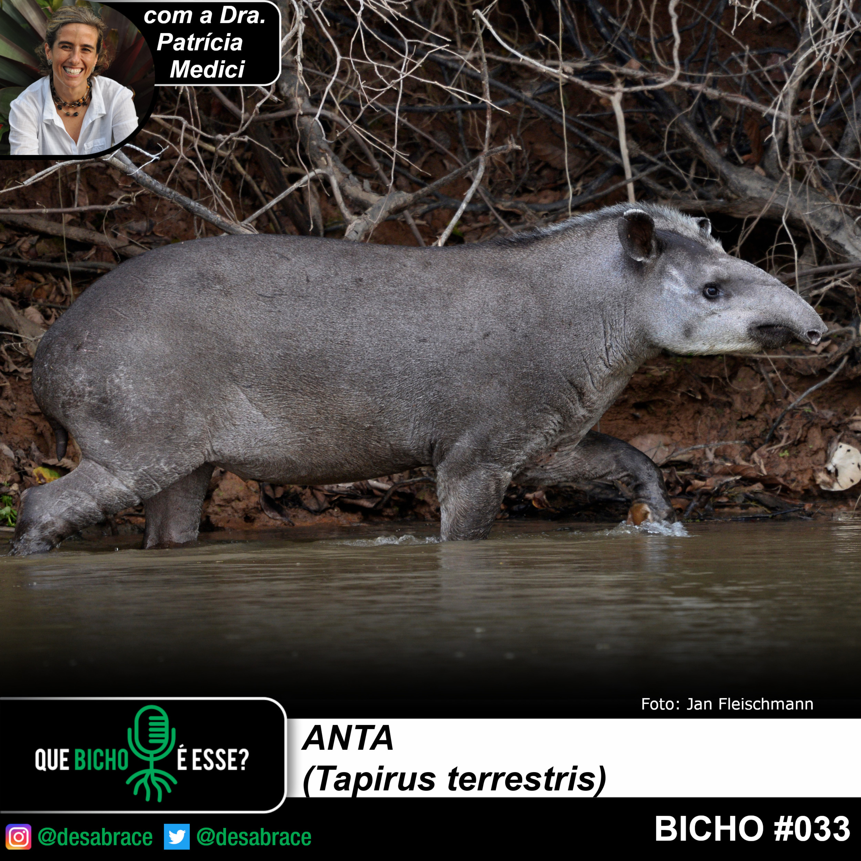 Que bicho é esse?