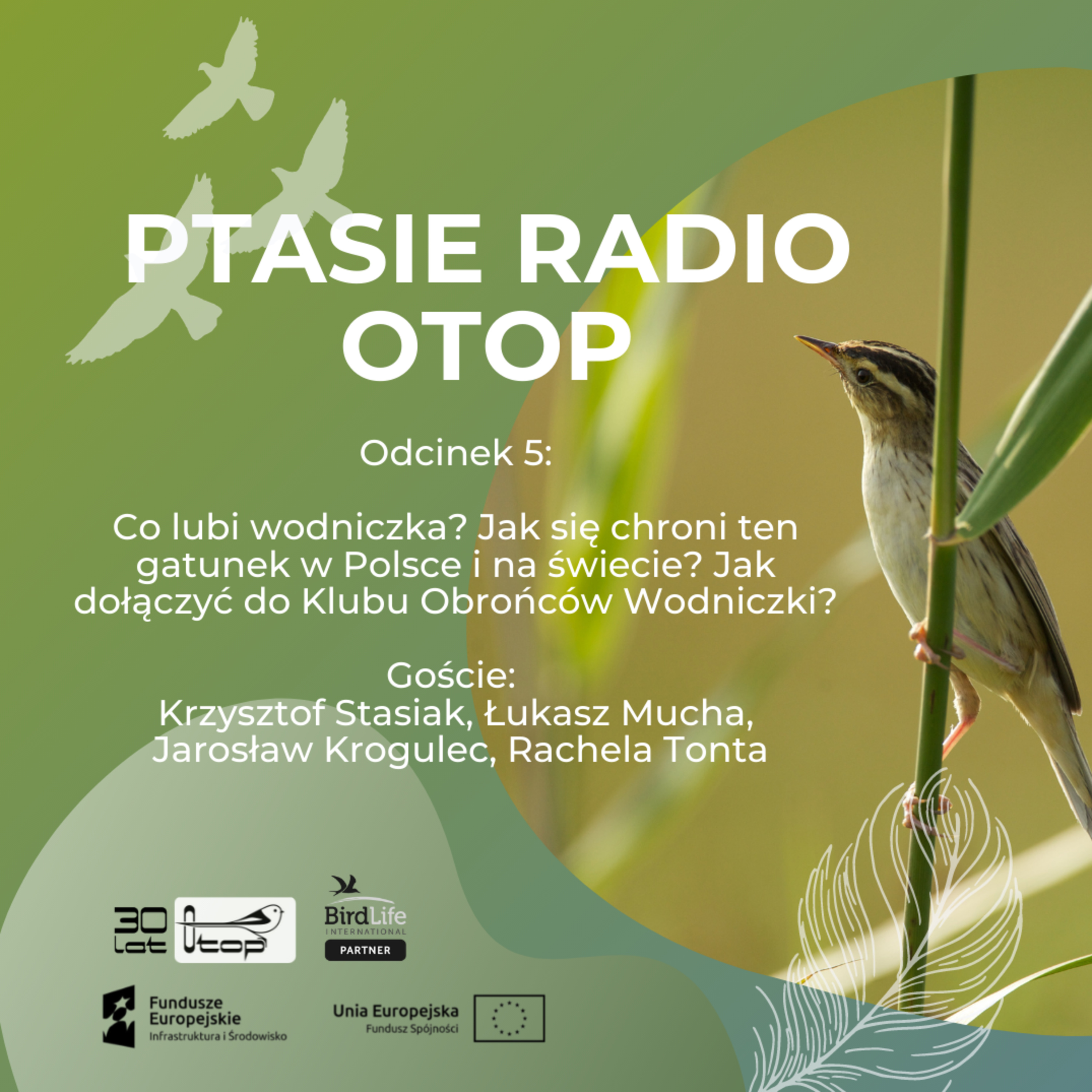 Ptasie Radio OTOP | odc. 5 | Krzysztof Stasiak, Łukasz Mucha, Jarosław Krogulec i Rachela Tonta opowiadają o wodniczce i dlaczego ją chronimy episode artwork