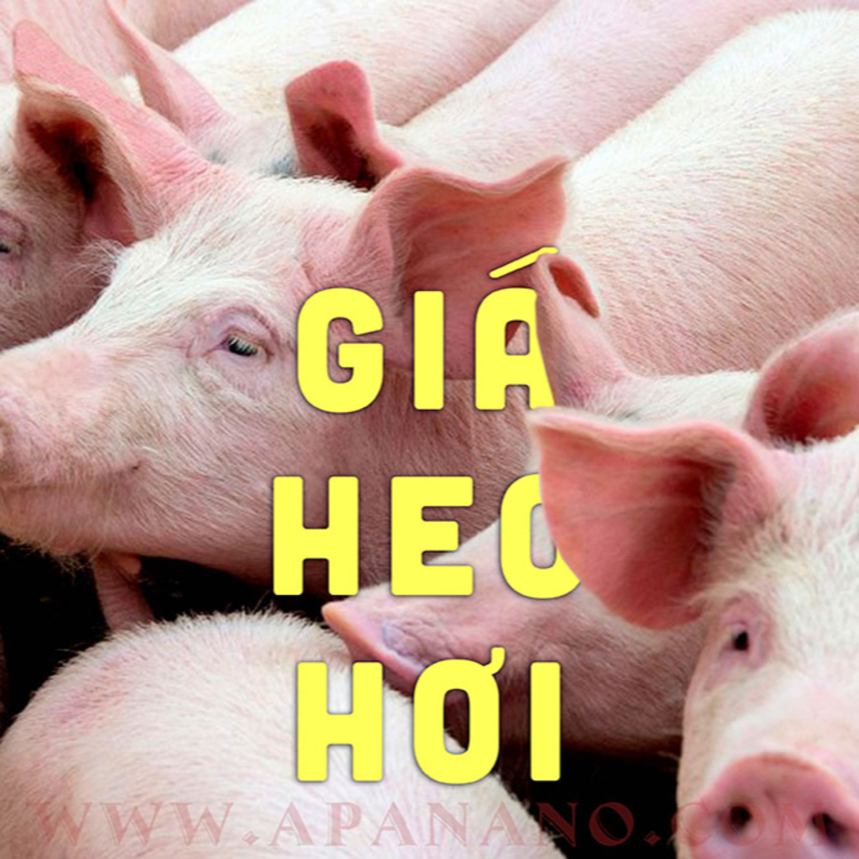 GIÁ HEO HƠI