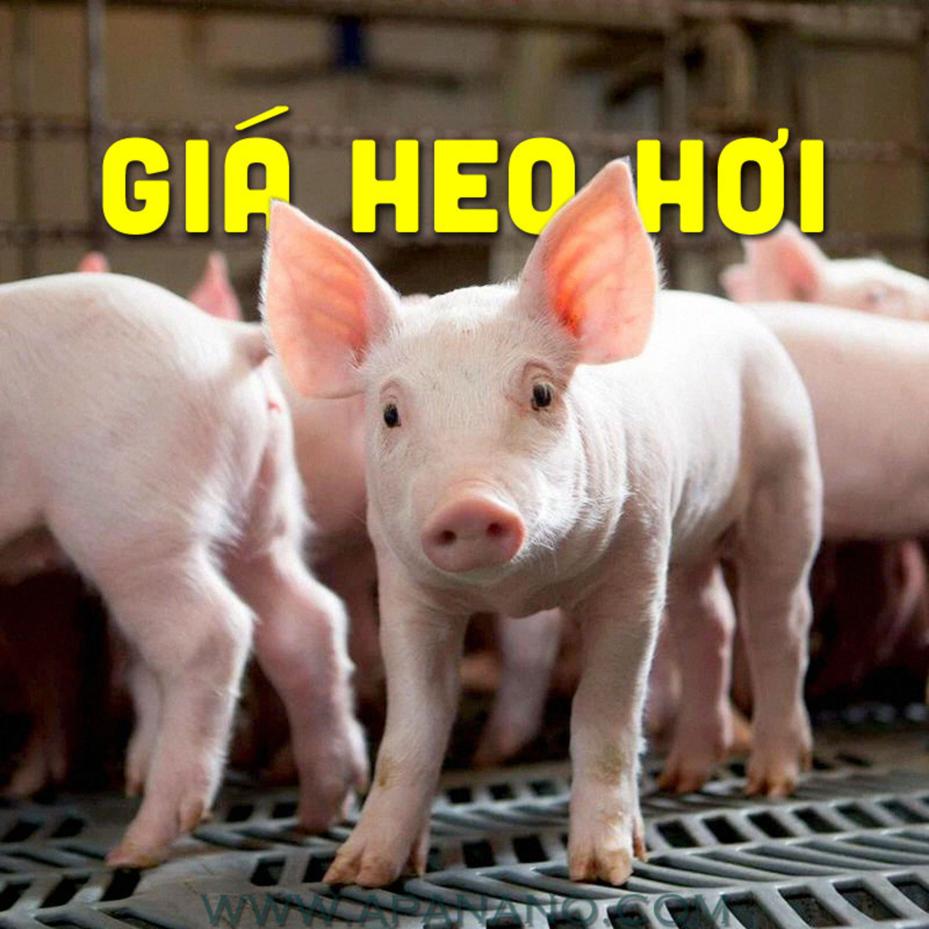 GIÁ HEO HƠI 21/06/2021 episode artwork