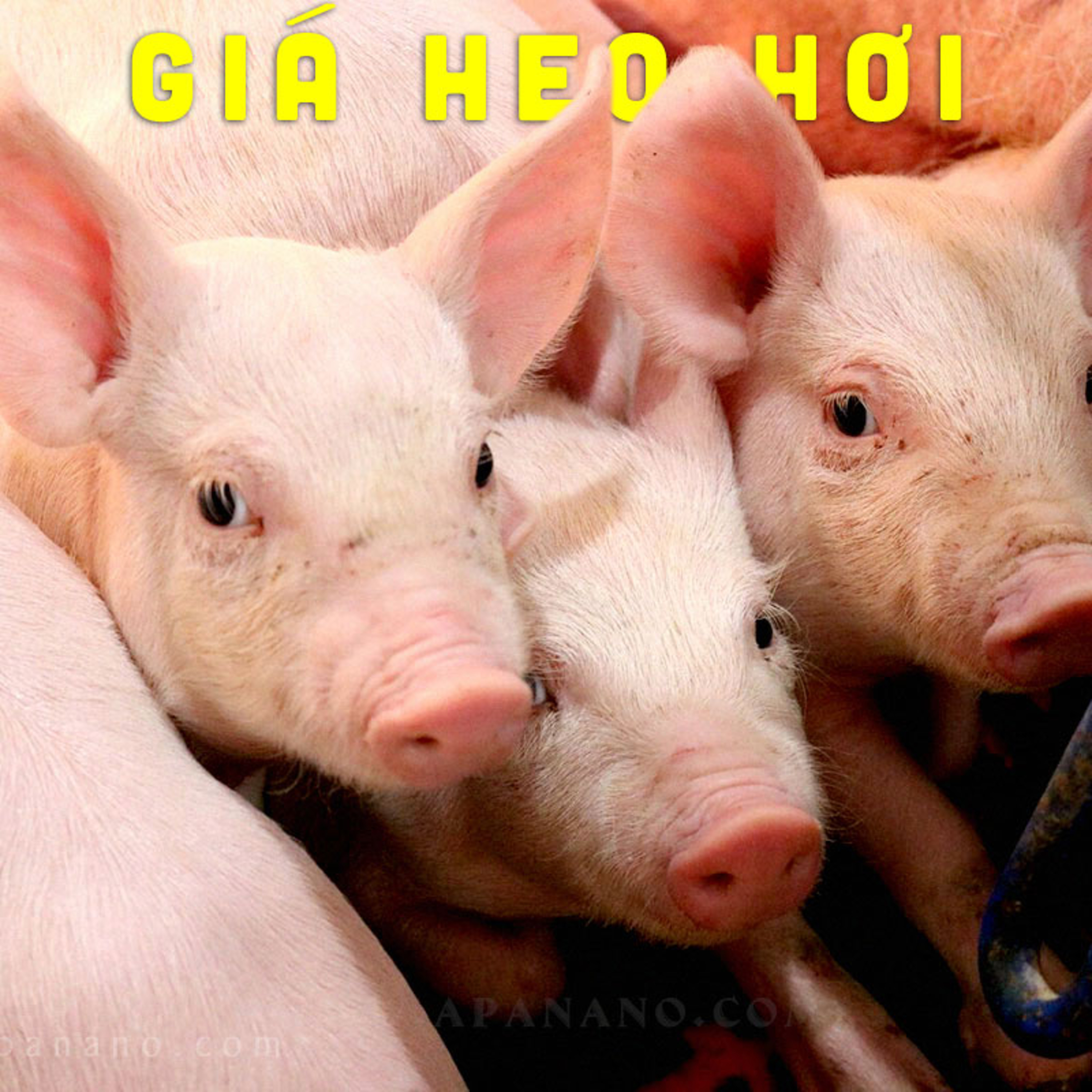 GIÁ HEO HƠI 25/06/2021 episode artwork