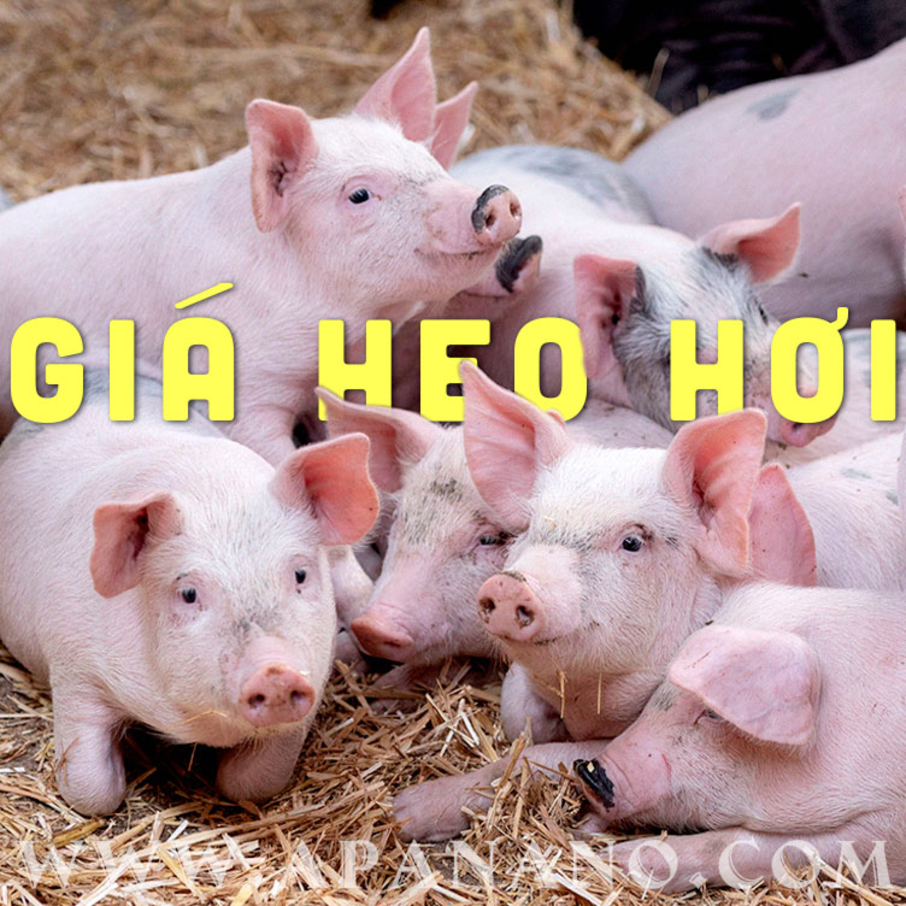 GIÁ HEO HƠI 03/07/2021 episode artwork