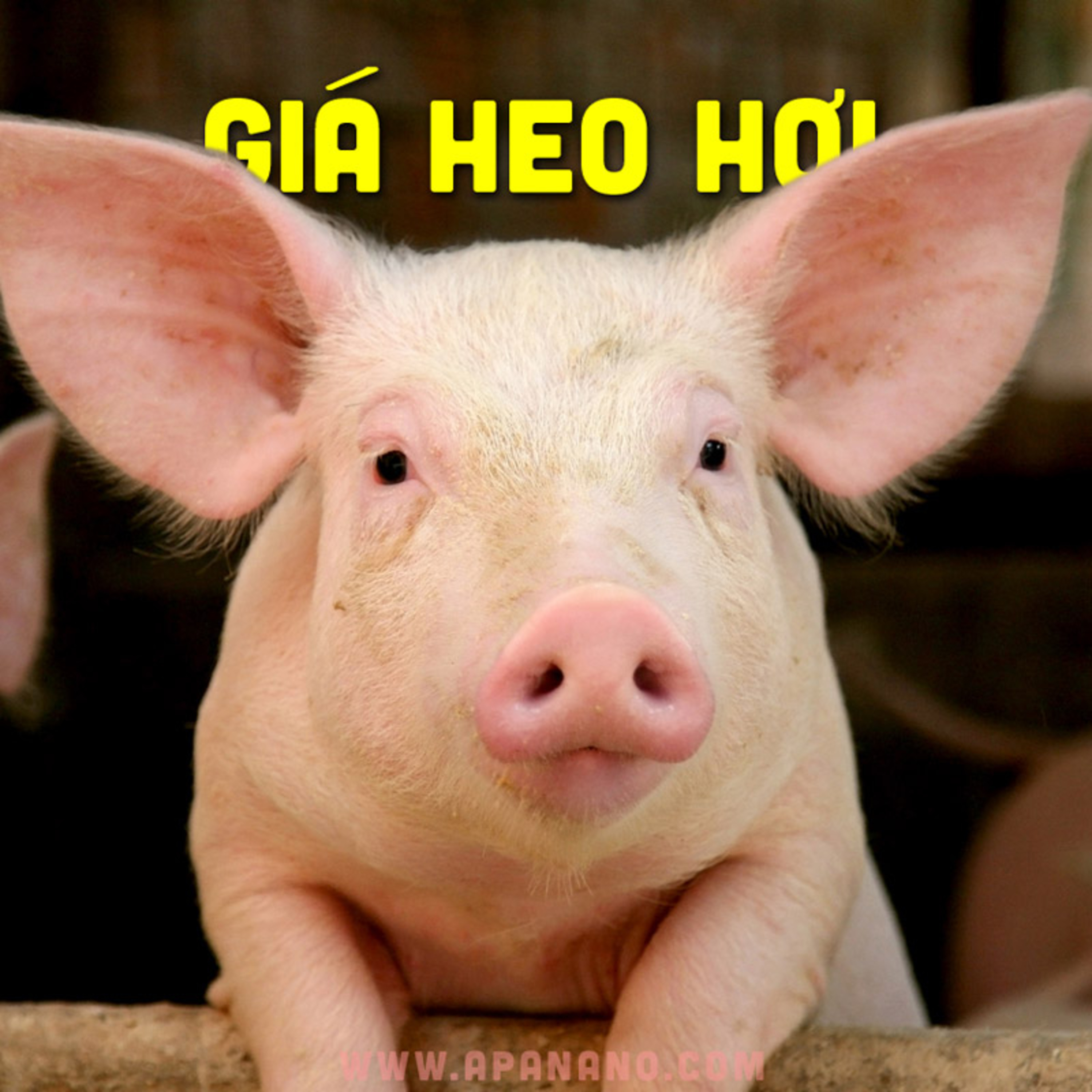 GIÁ HEO HƠI 28/07/2021 episode artwork