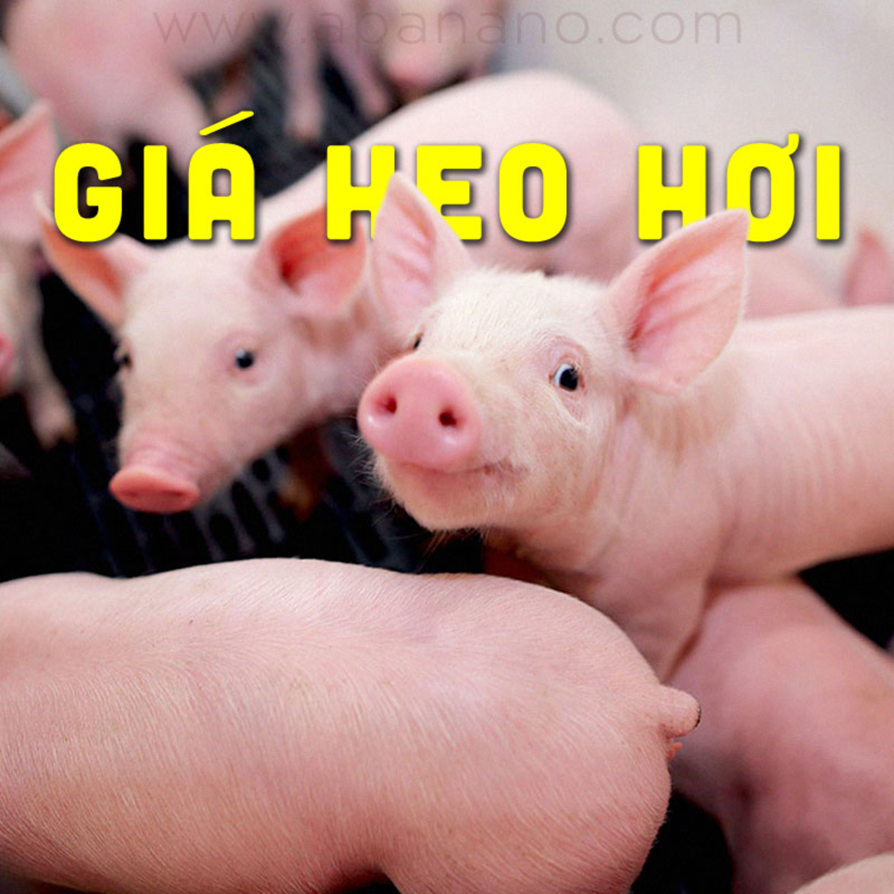 GIÁ HEO HƠI 31/07/2021 episode artwork
