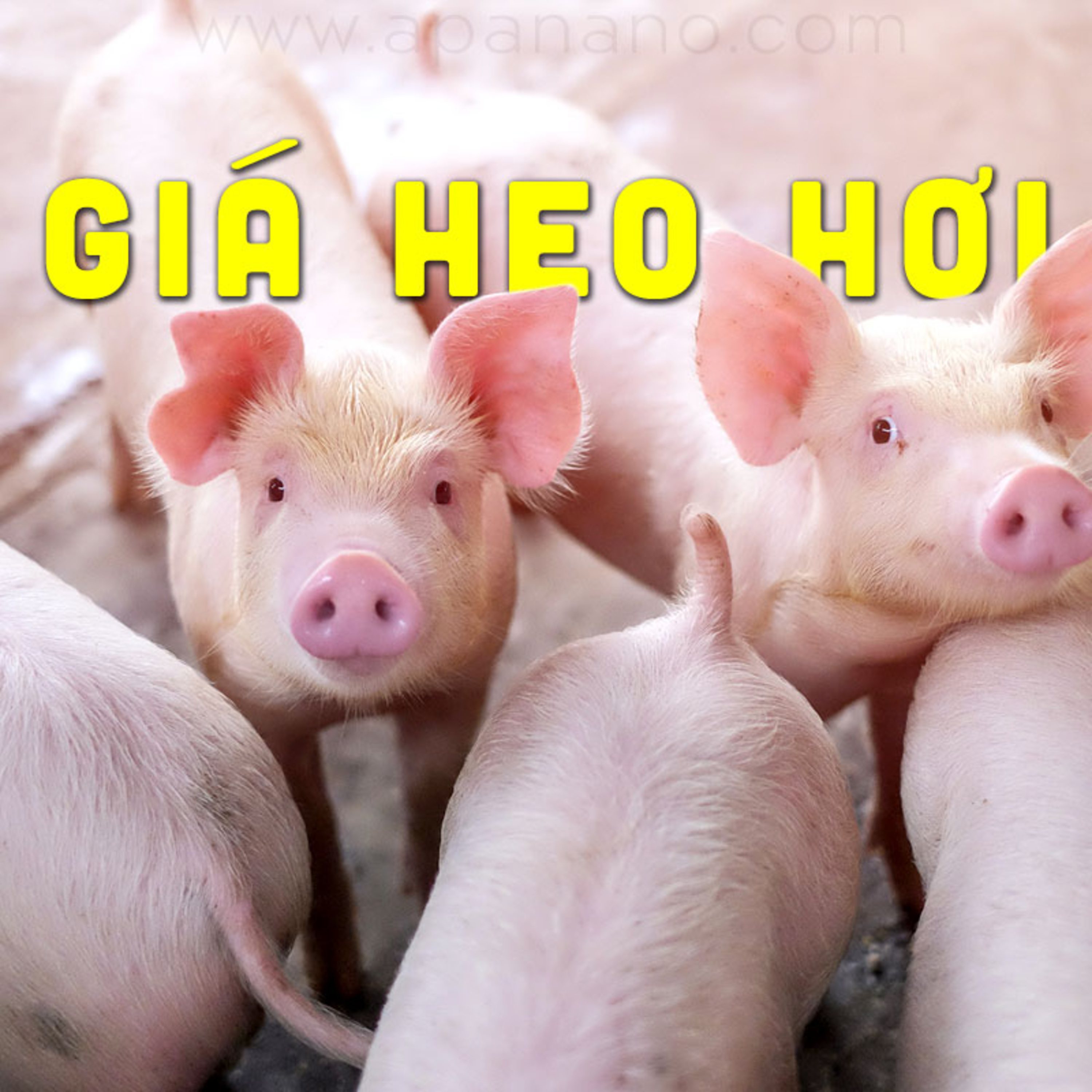 GIÁ HEO HƠI 29/08/2021 episode artwork
