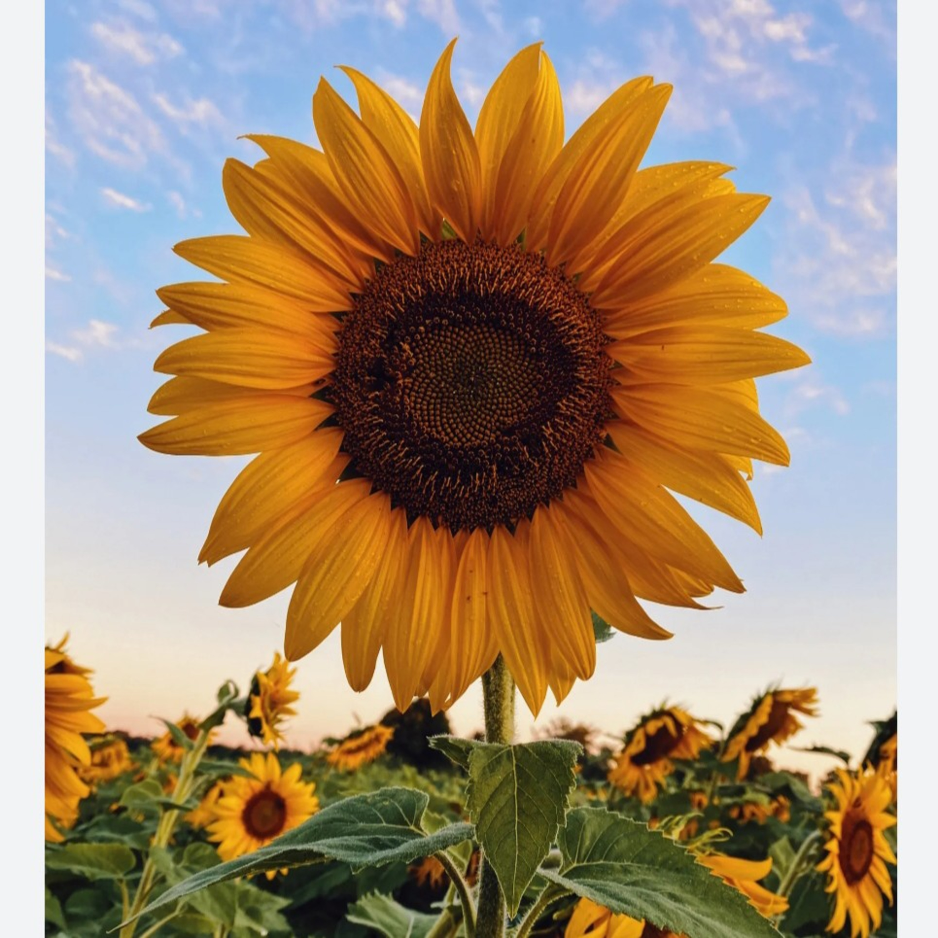 El girasol 🌻 episode artwork