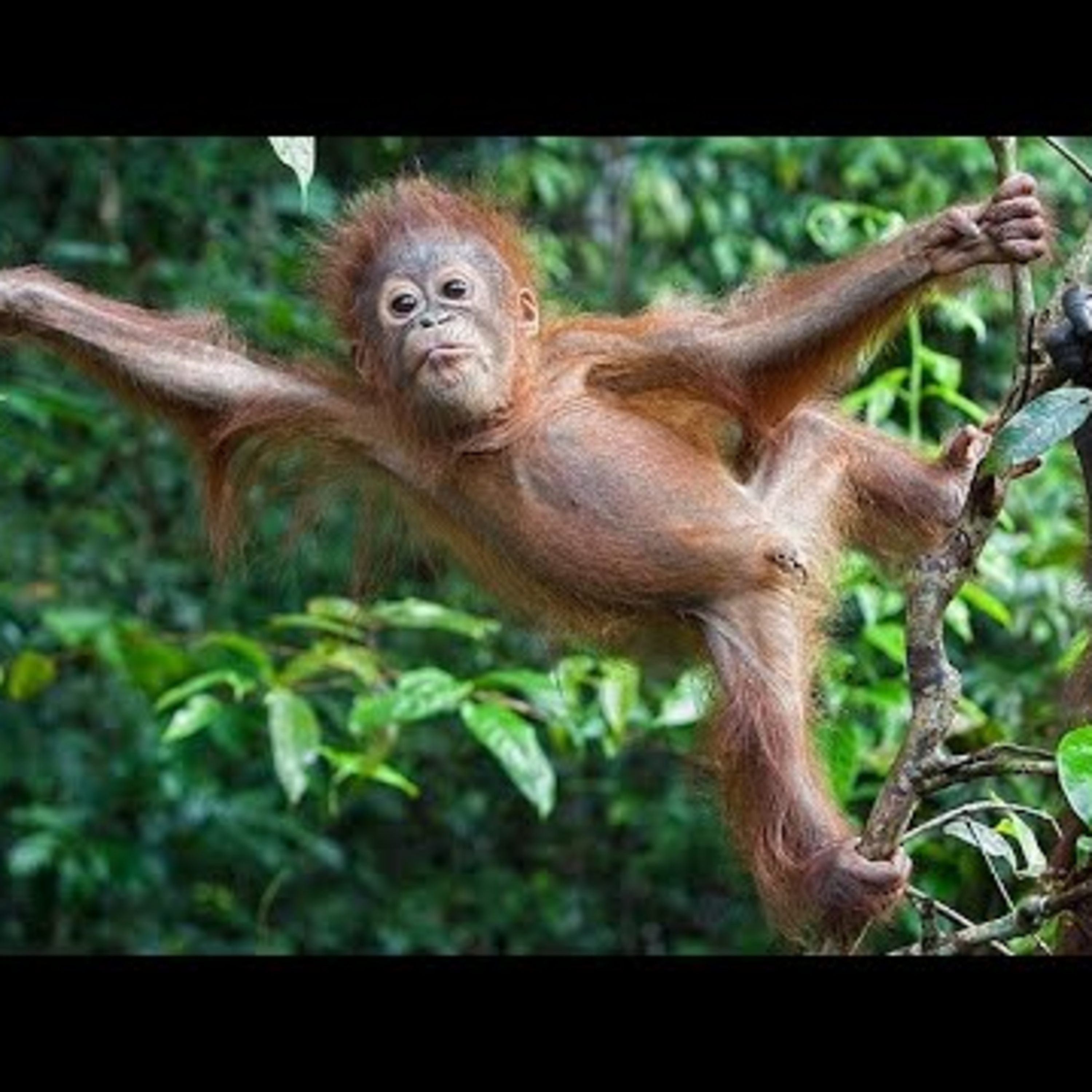 The 1 Bitcoin Show- Altcoin monkey branching! Passing on your BTC, CME futures episode artwork