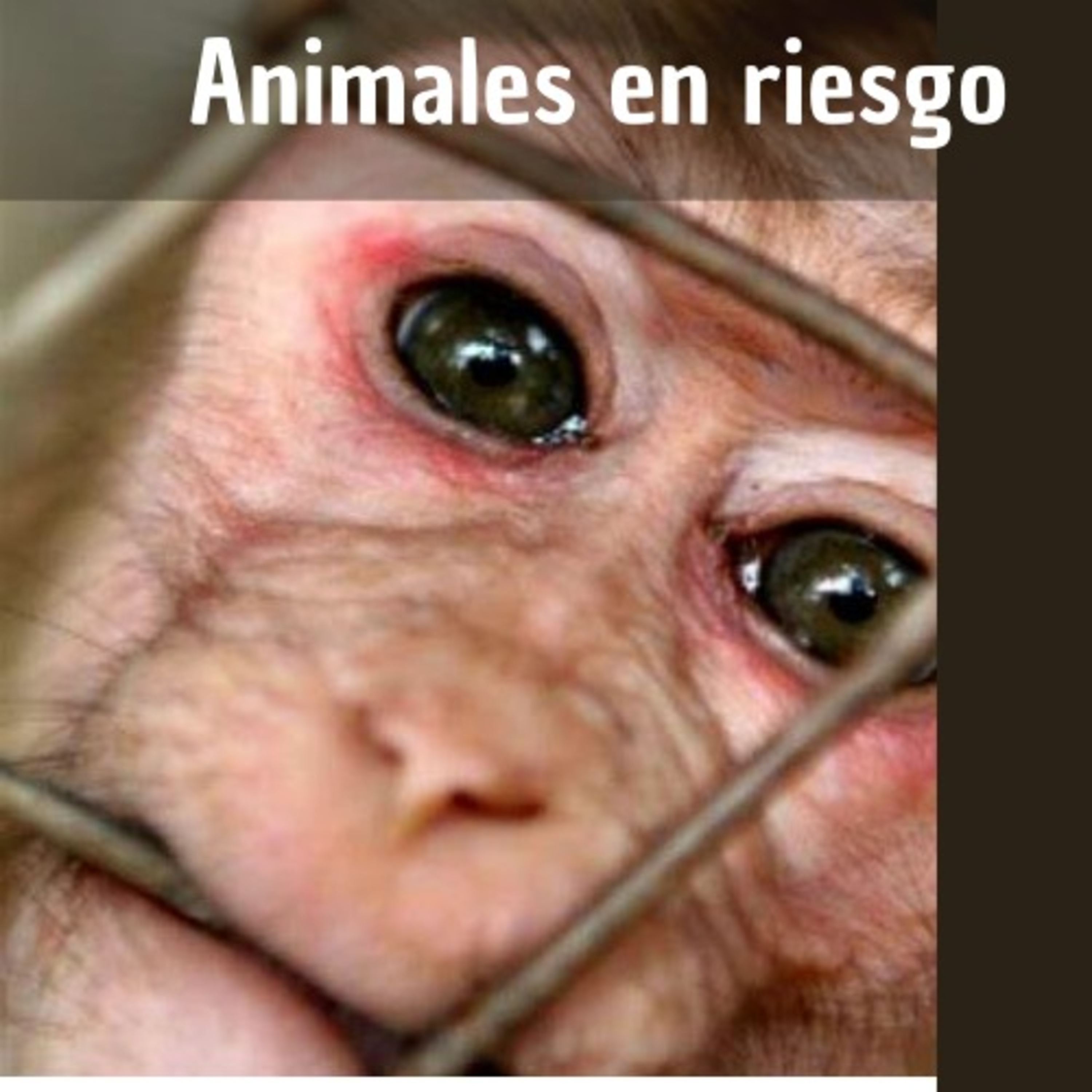 Animales en riesgo  episode artwork