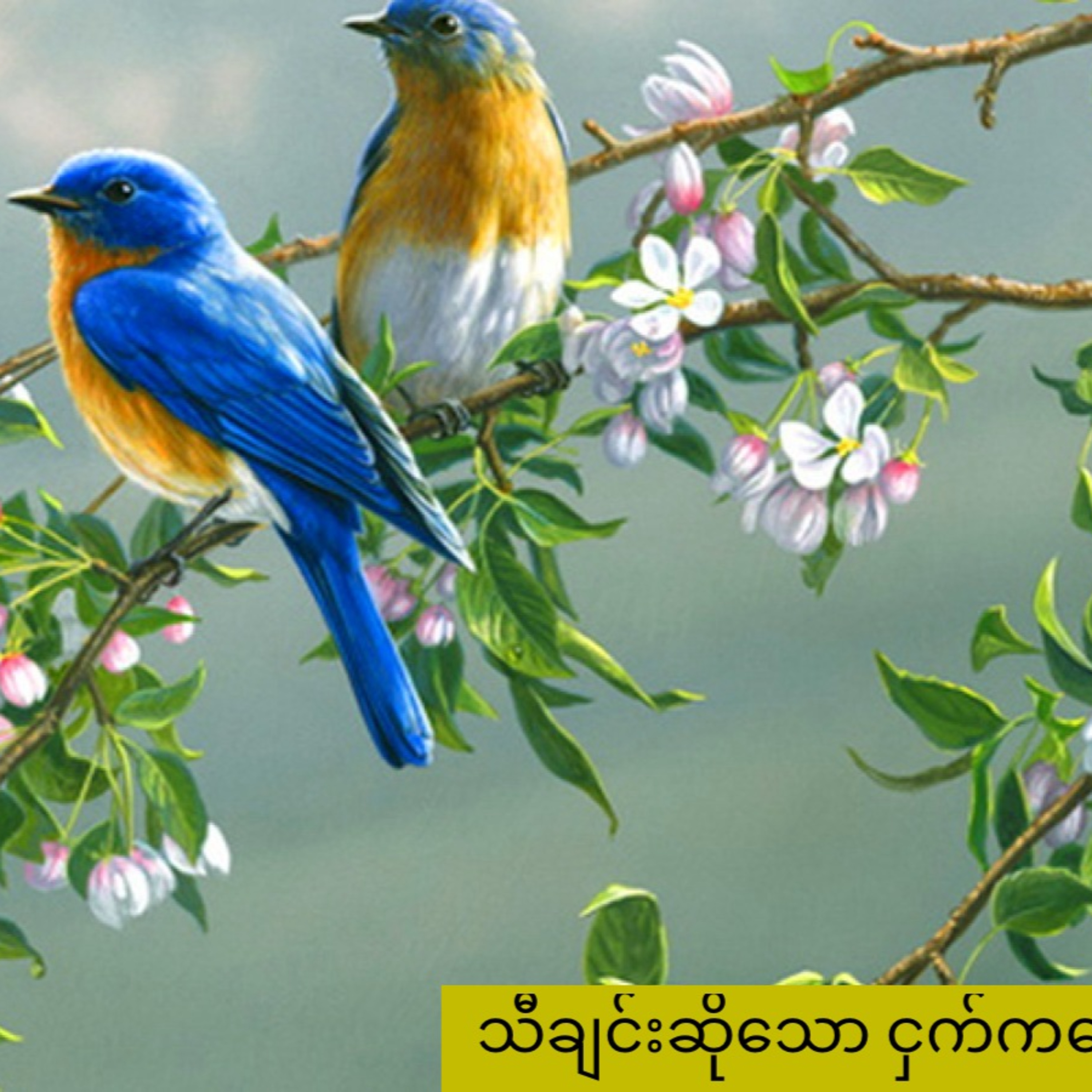 သီချင်းဆိုသော ငှက်ကလေး episode artwork