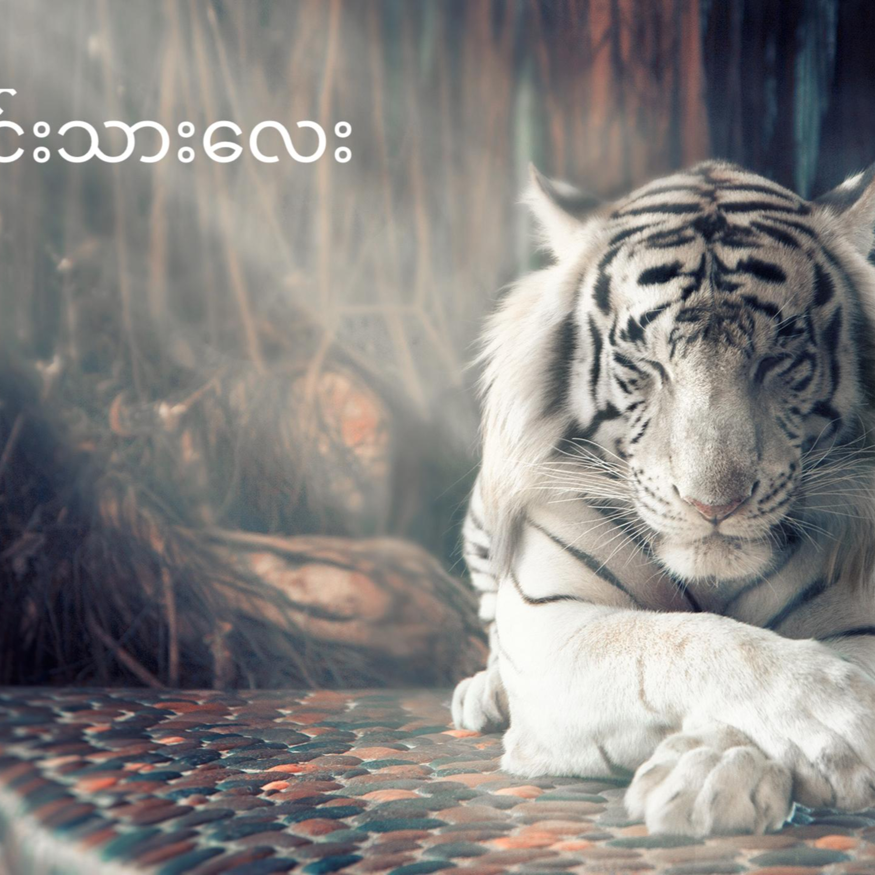 ကျားမင်းသားလေး episode artwork