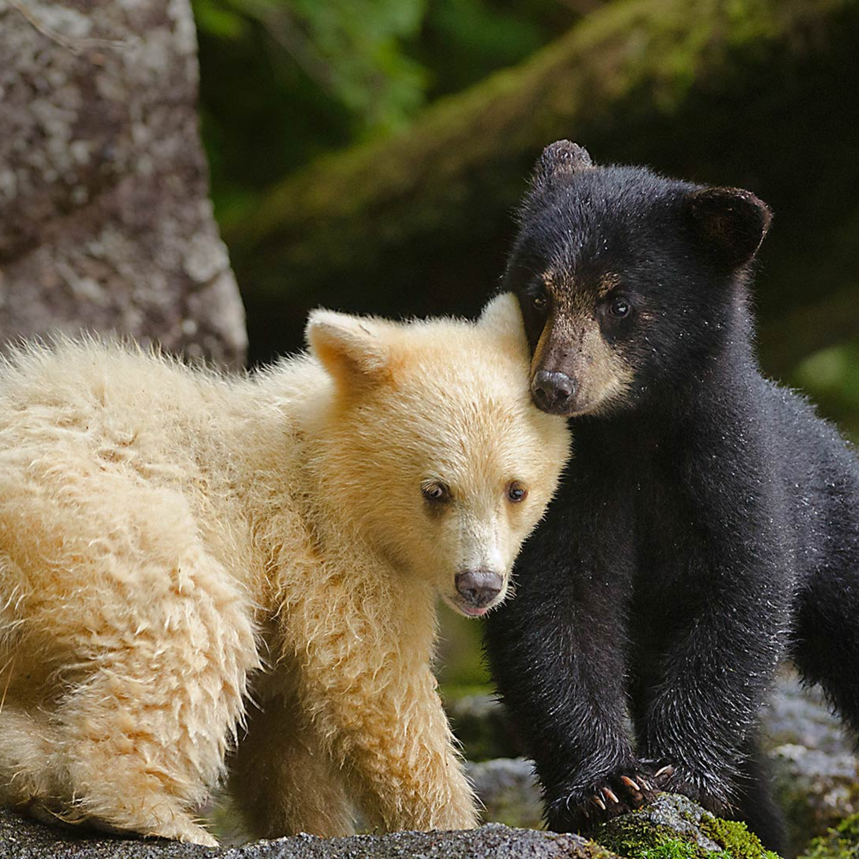 Enseñanzas de un Oso