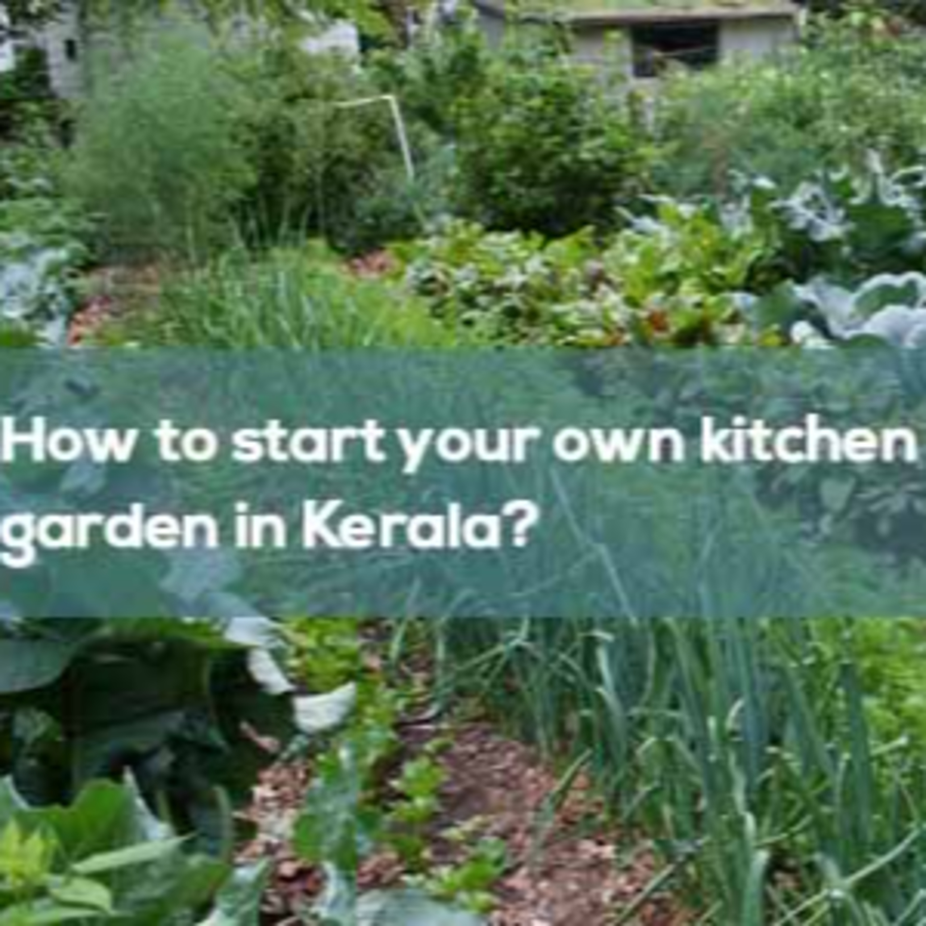 Top 7 Tips To Set Up a Kitchen Garden in Kerala