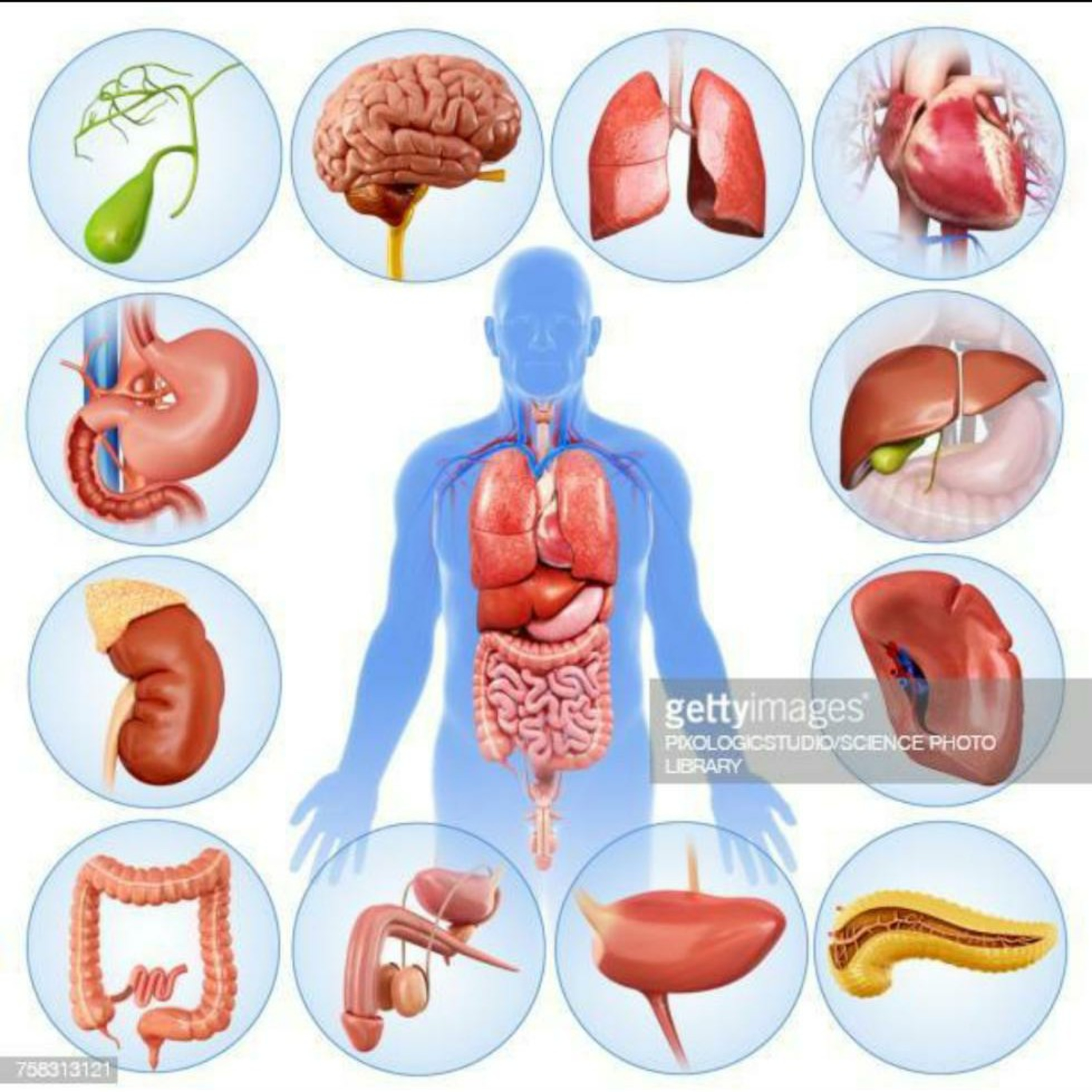 FUNCION DE LOS ORGANOS DEL CUERPO HUMANO