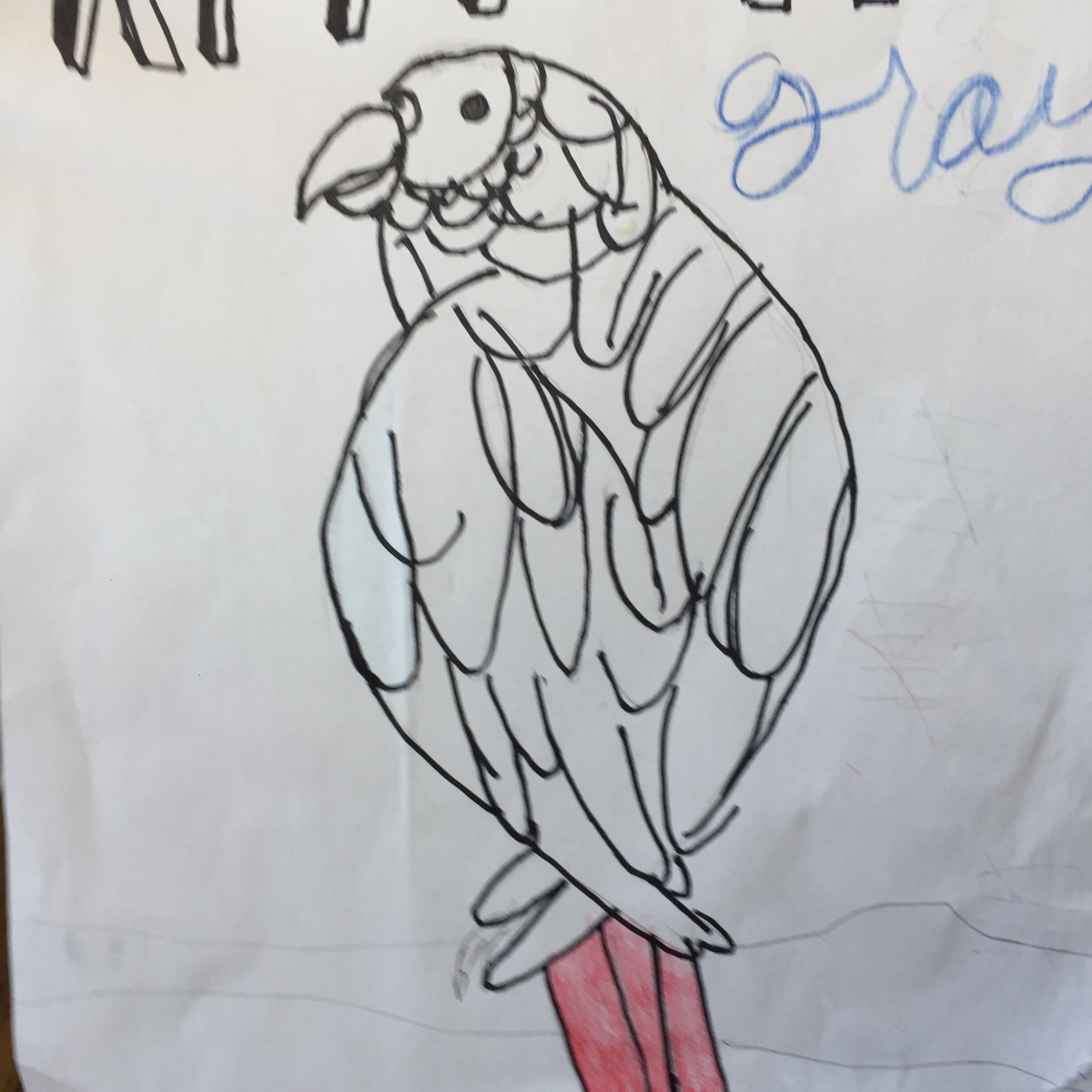 African grey episode artwork