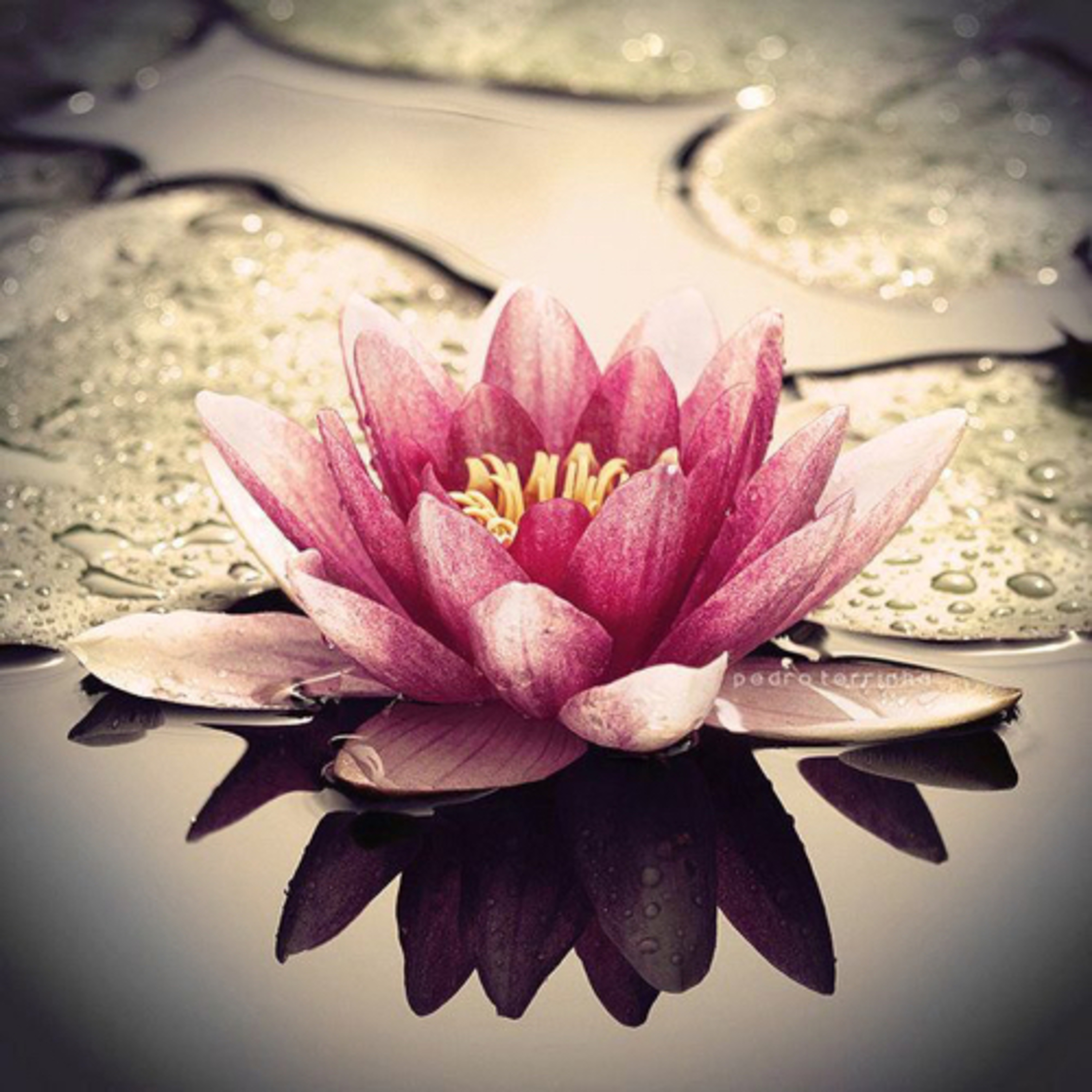 Lotus Flower Empowering Guided Meditation
