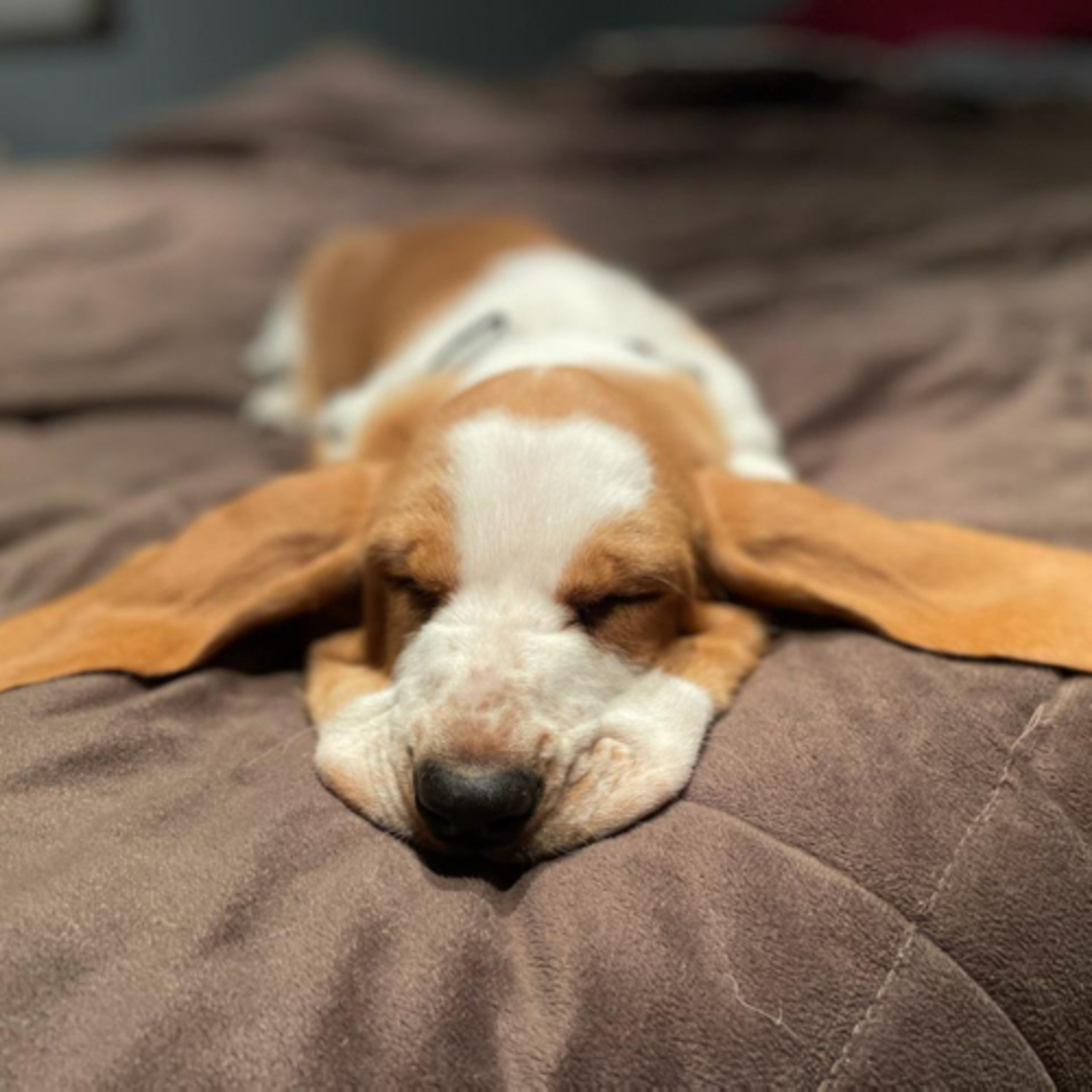 Melt-Into-Bed Guided Meditation