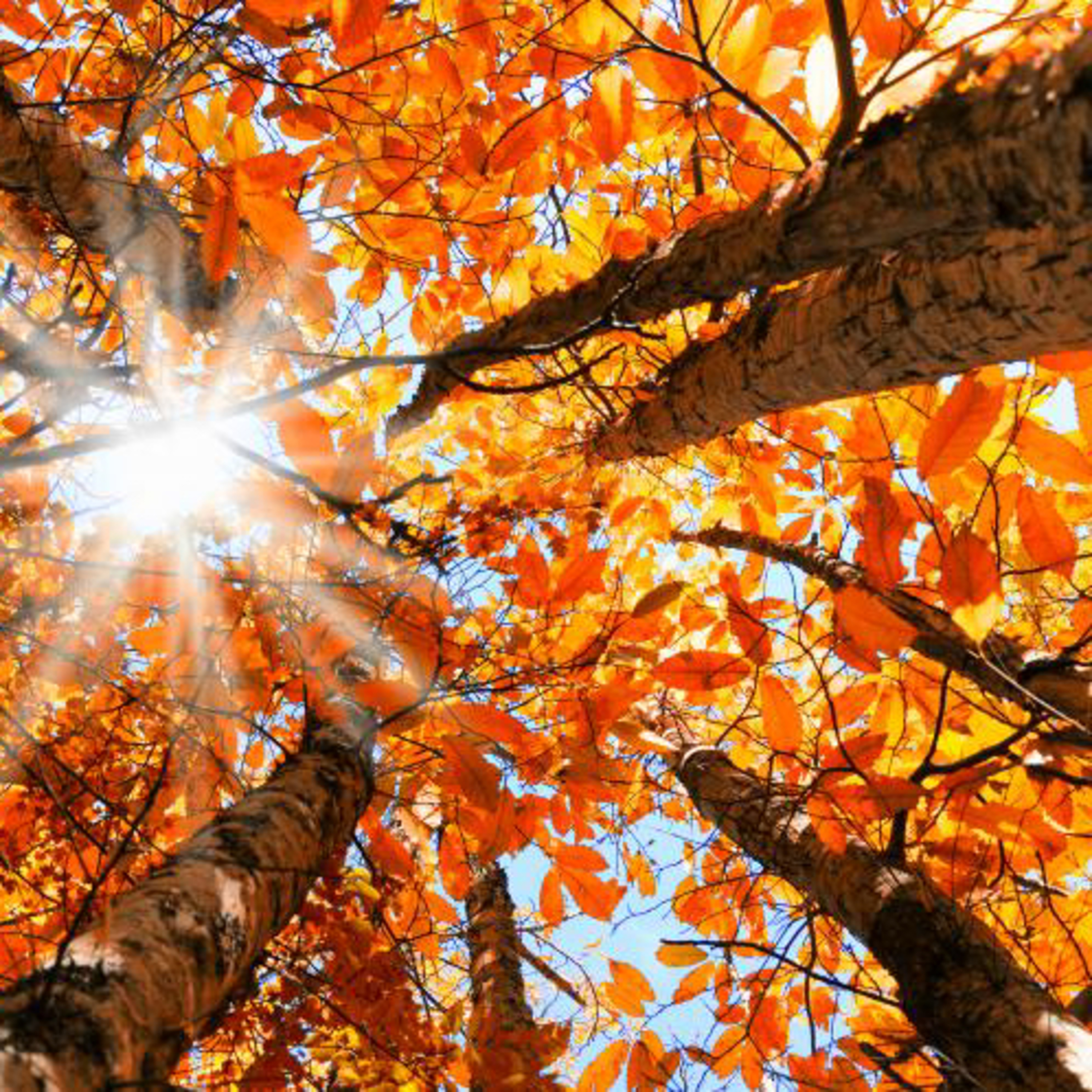 Autumnal Equinox Guided Meditation