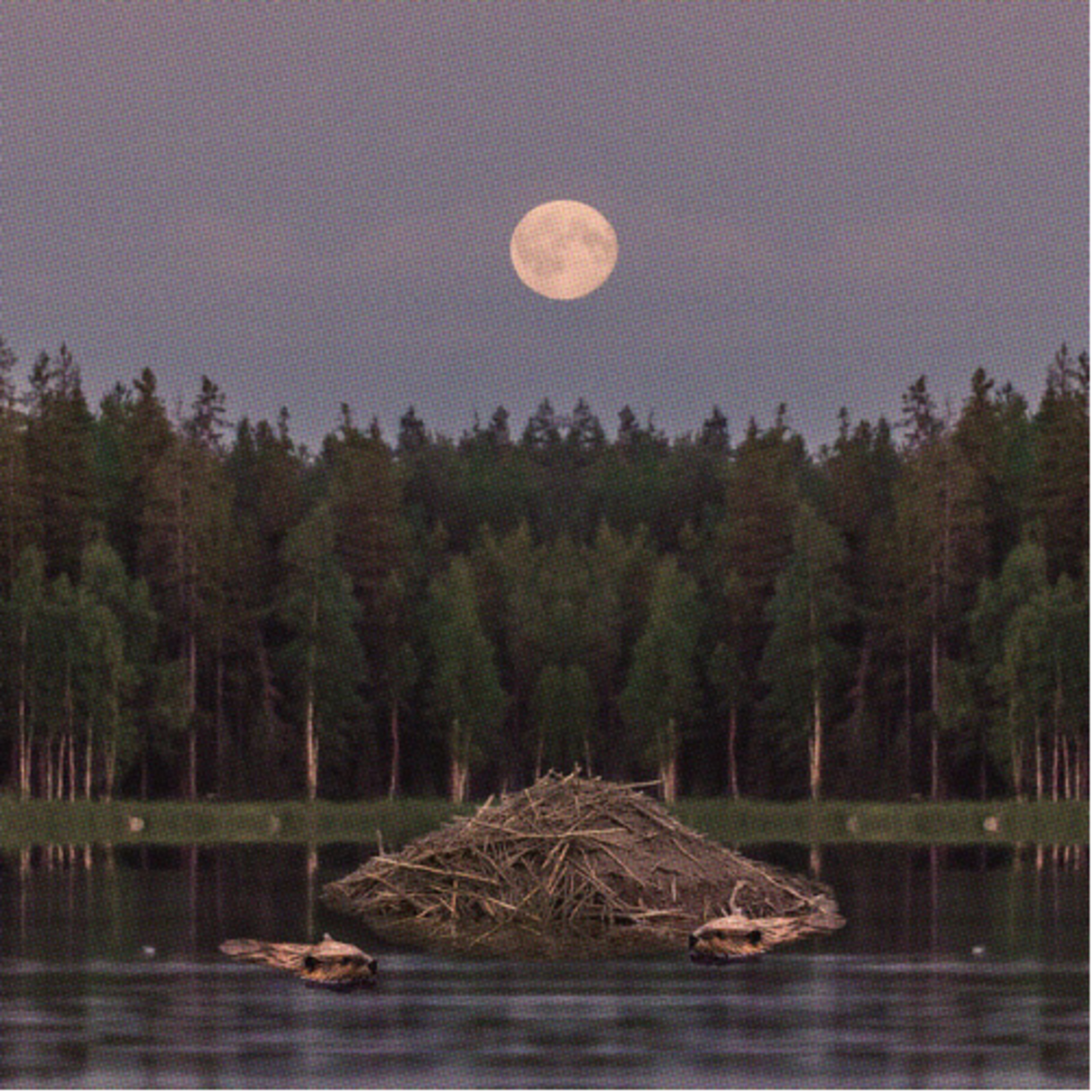 Full Beaver Moon Guided Meditation