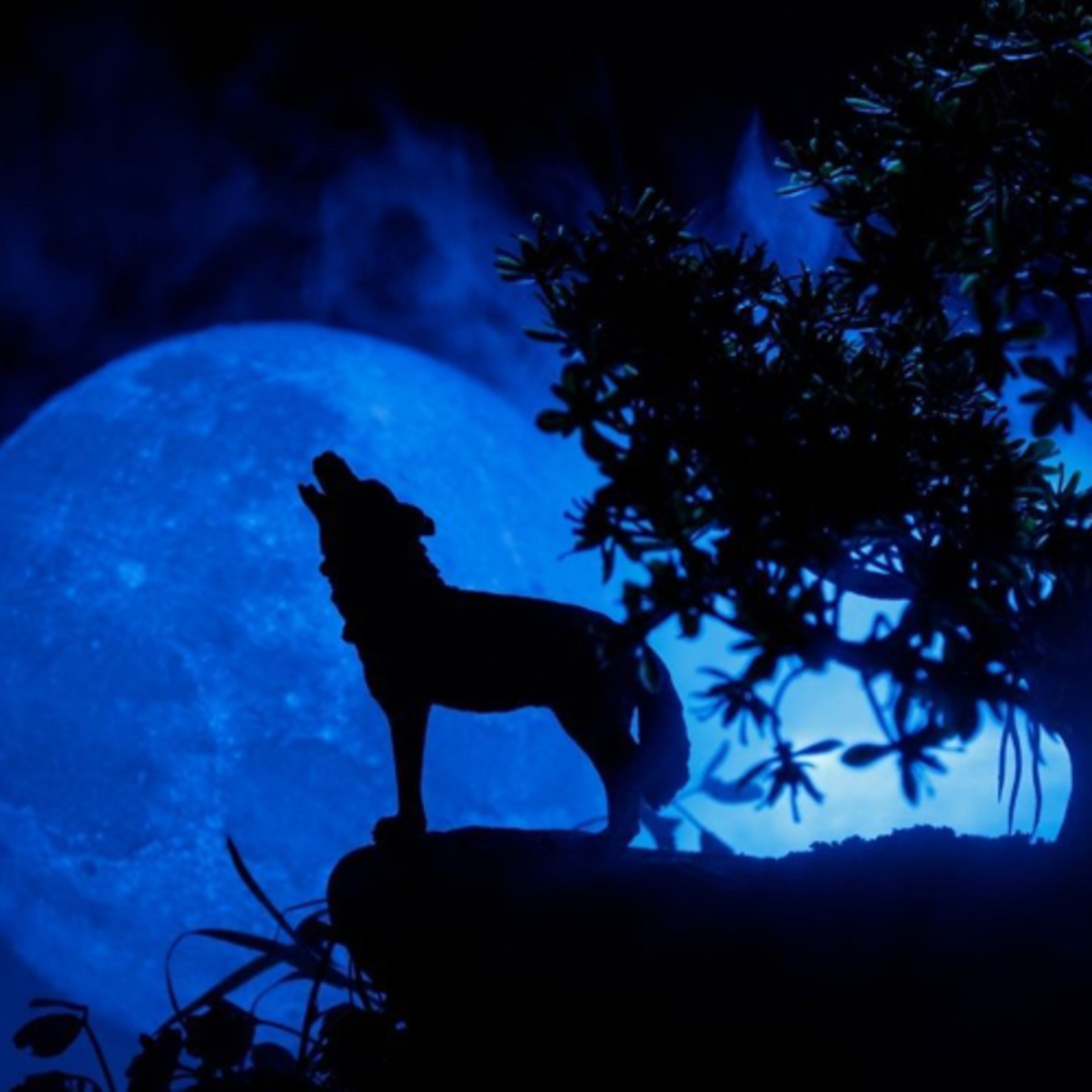 Wolf Moon Guided Meditation