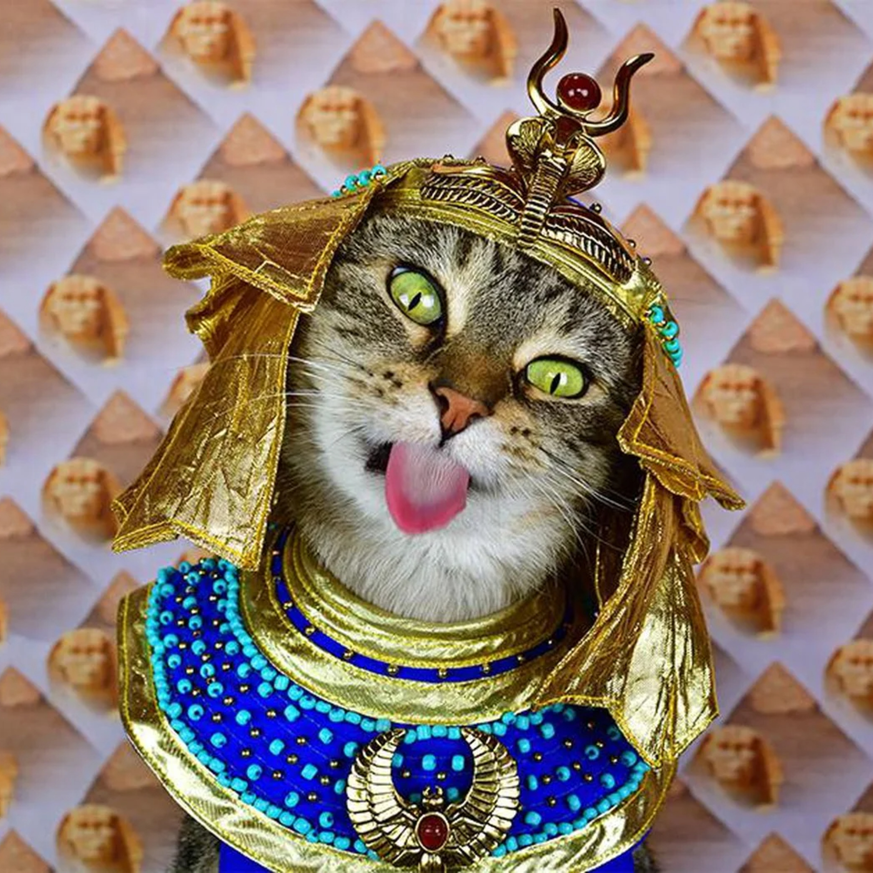Allegendly Facts About Cats episode artwork