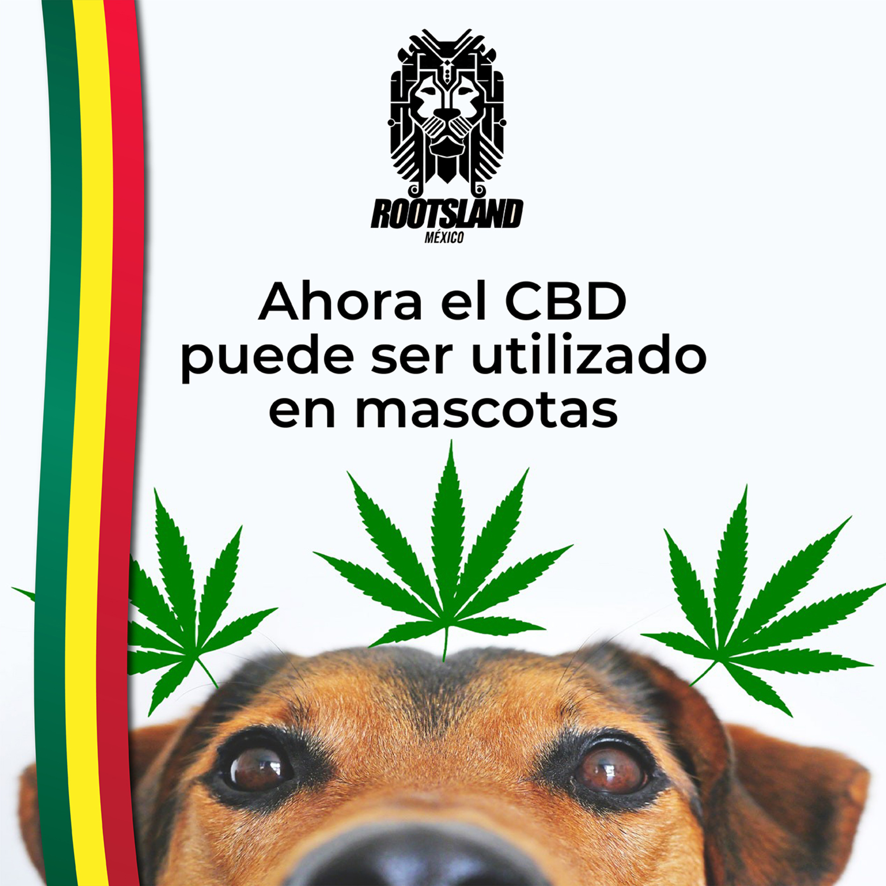 Rootsland: Ahora el CBD puede ser utilizado en mascotas episode artwork