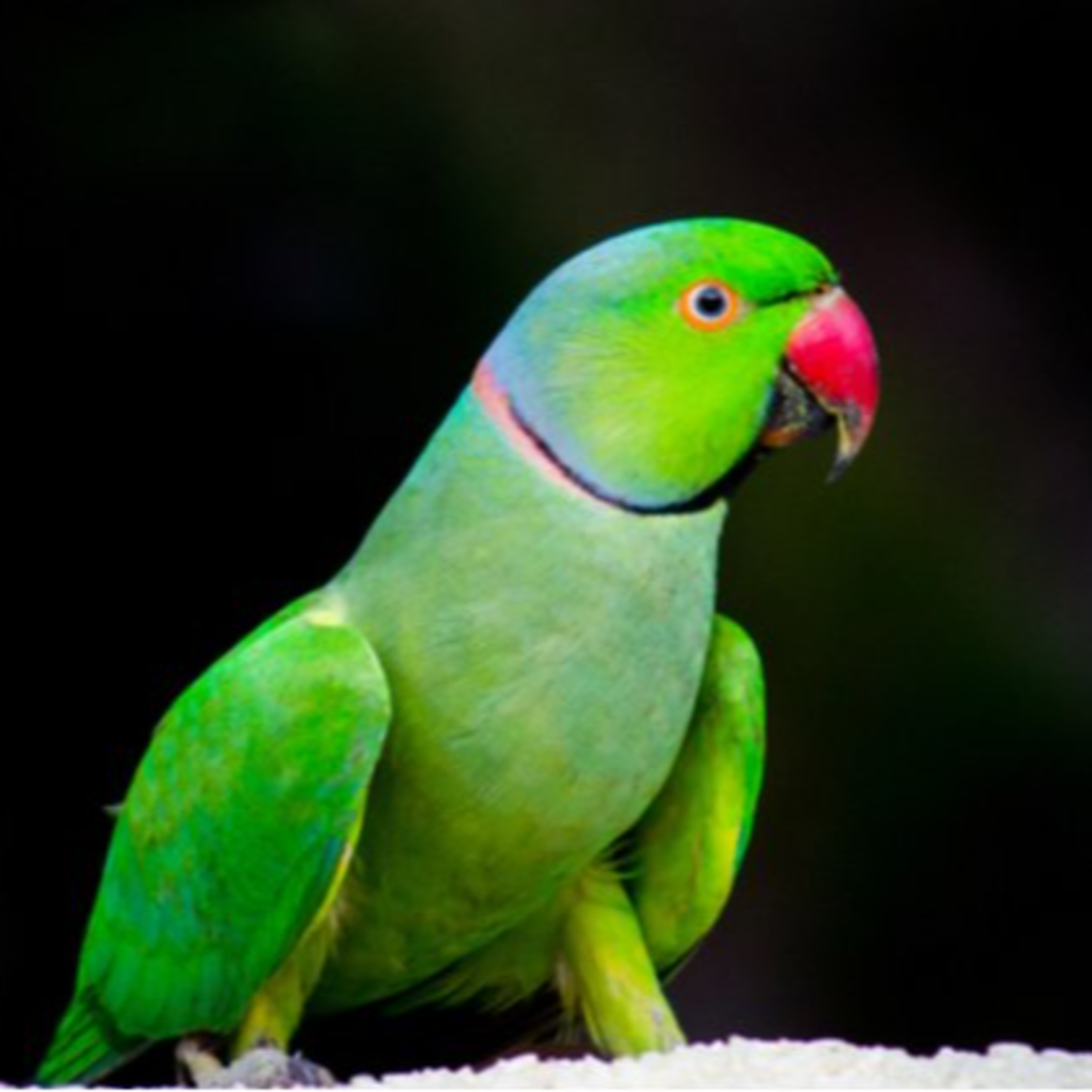 FOREVERGREEN: Evergreen Language School Podcast