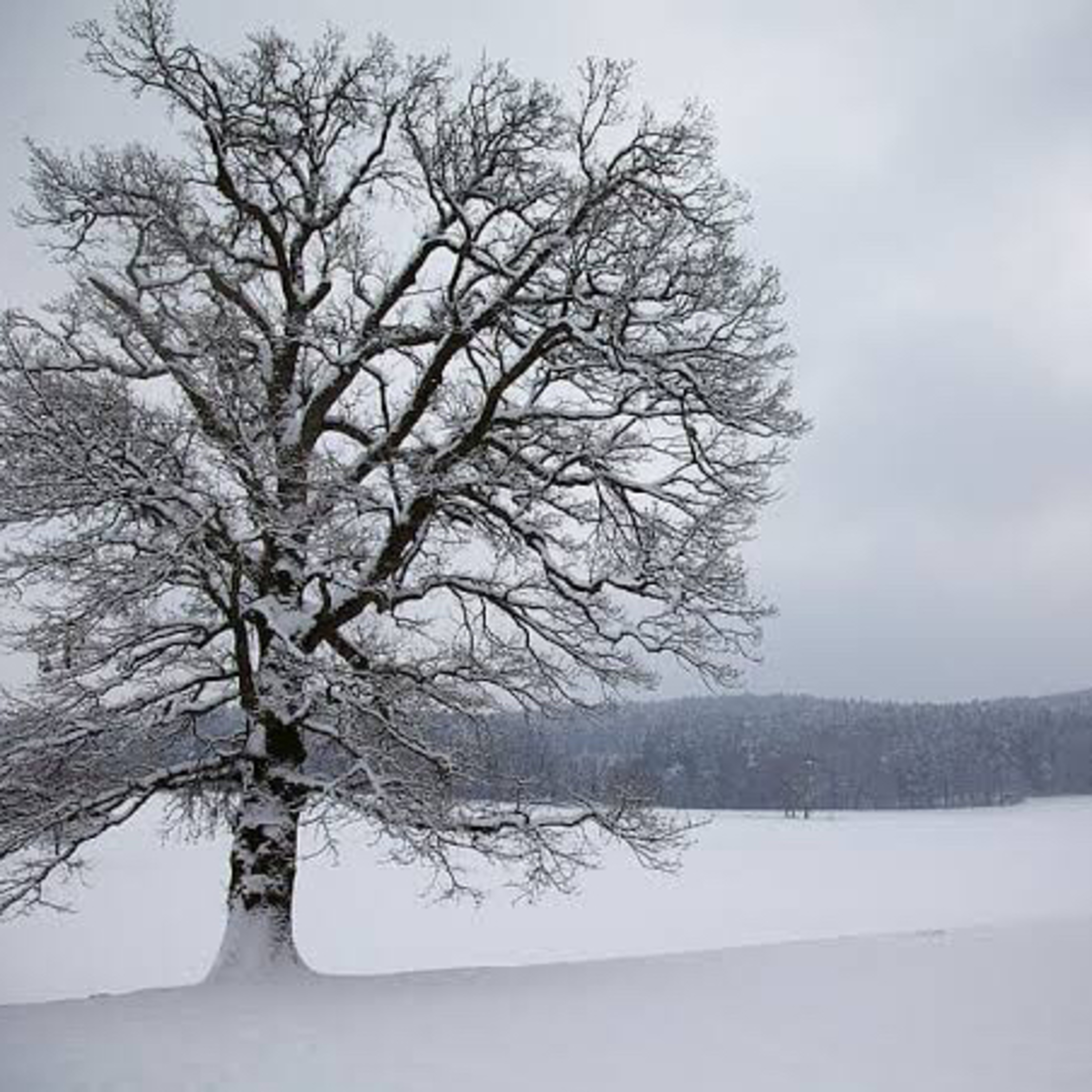 Beneficios del invierno. episode artwork