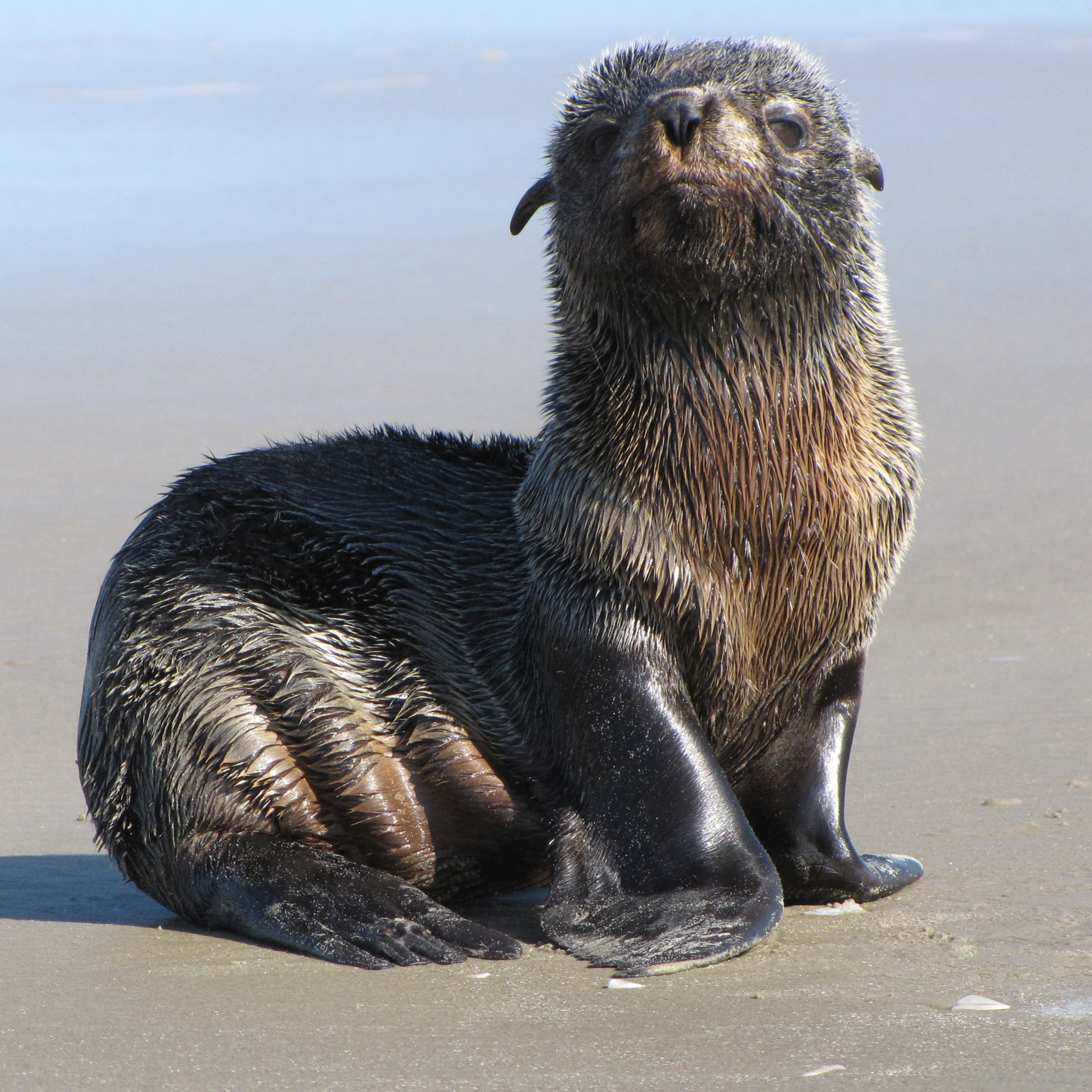 Fauna Marinha RS - Conhecendo os animais do litoral gaúcho!