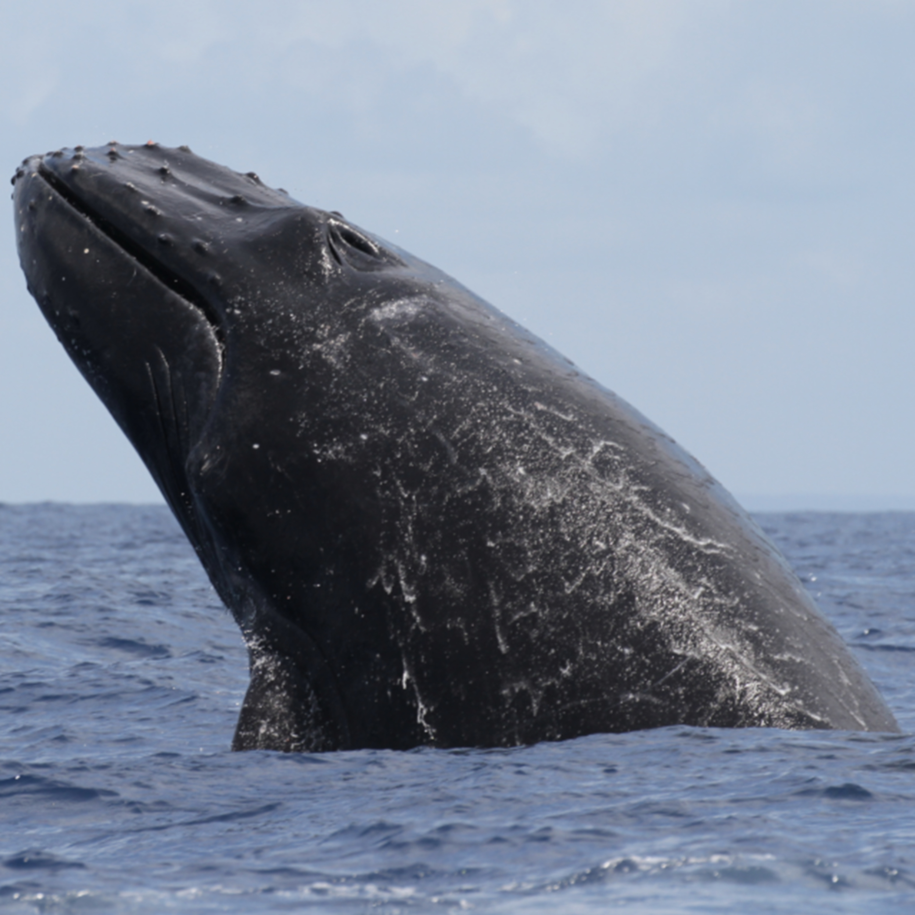 Fauna Marinha RS - Conhecendo os animais do litoral gaúcho!