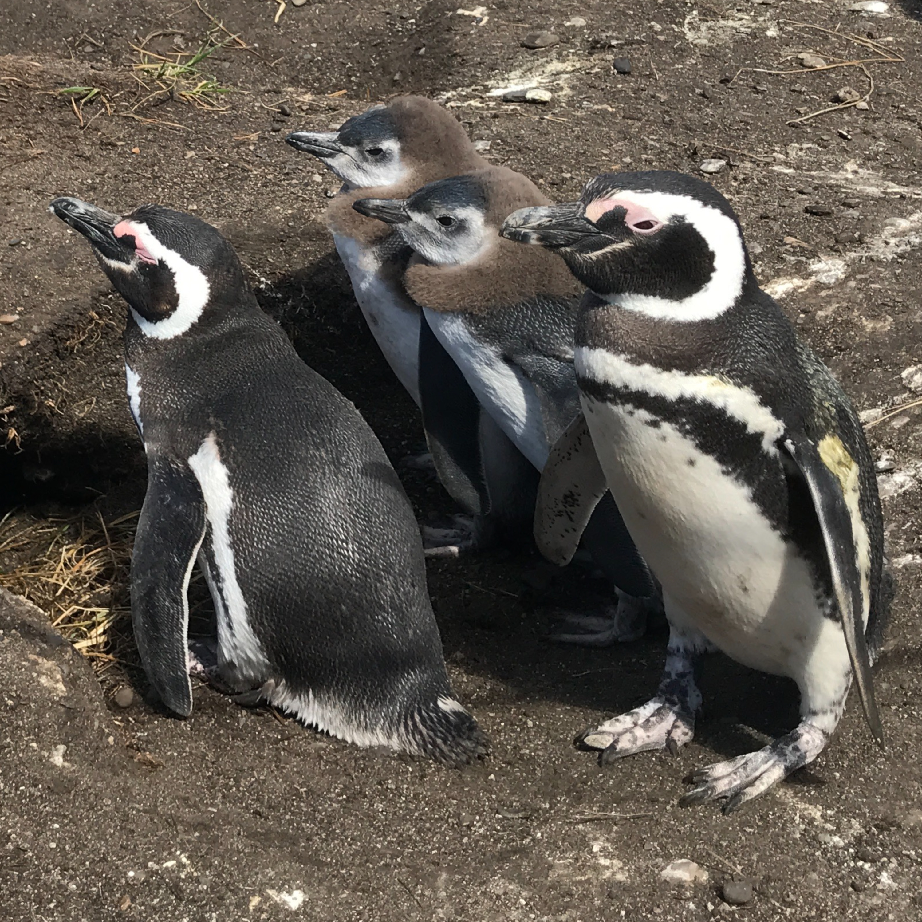 Fauna Marinha RS - Conhecendo os animais do litoral gaúcho!