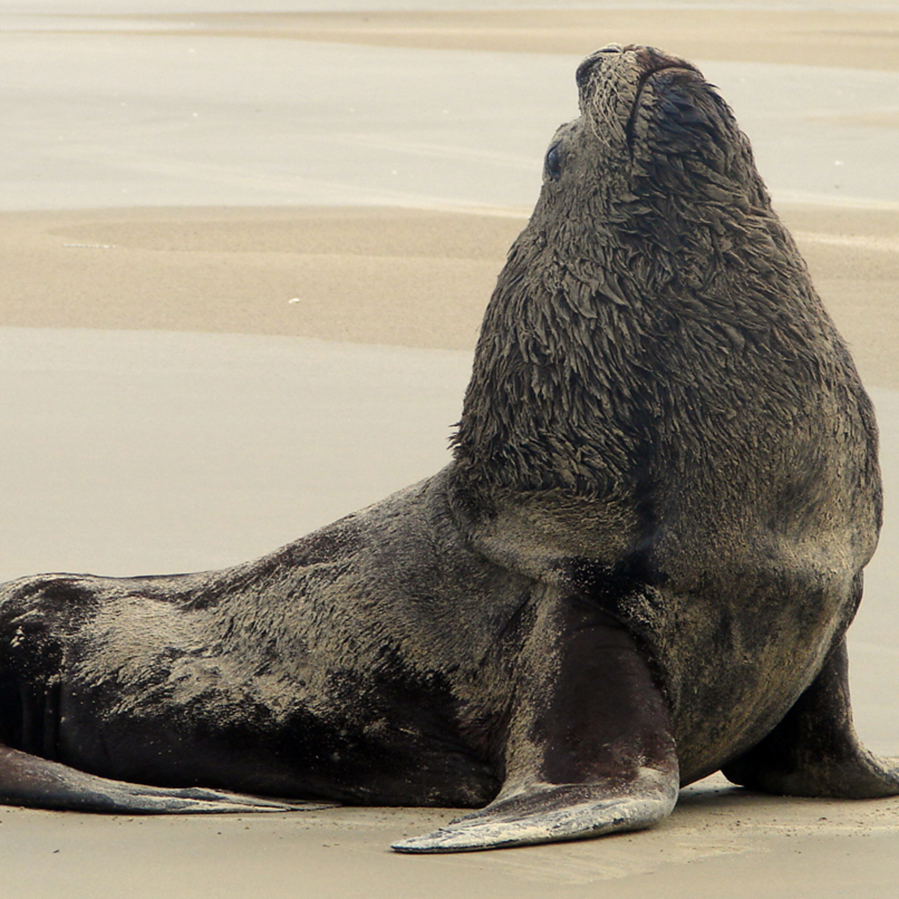Fauna Marinha RS - Conhecendo os animais do litoral gaúcho!