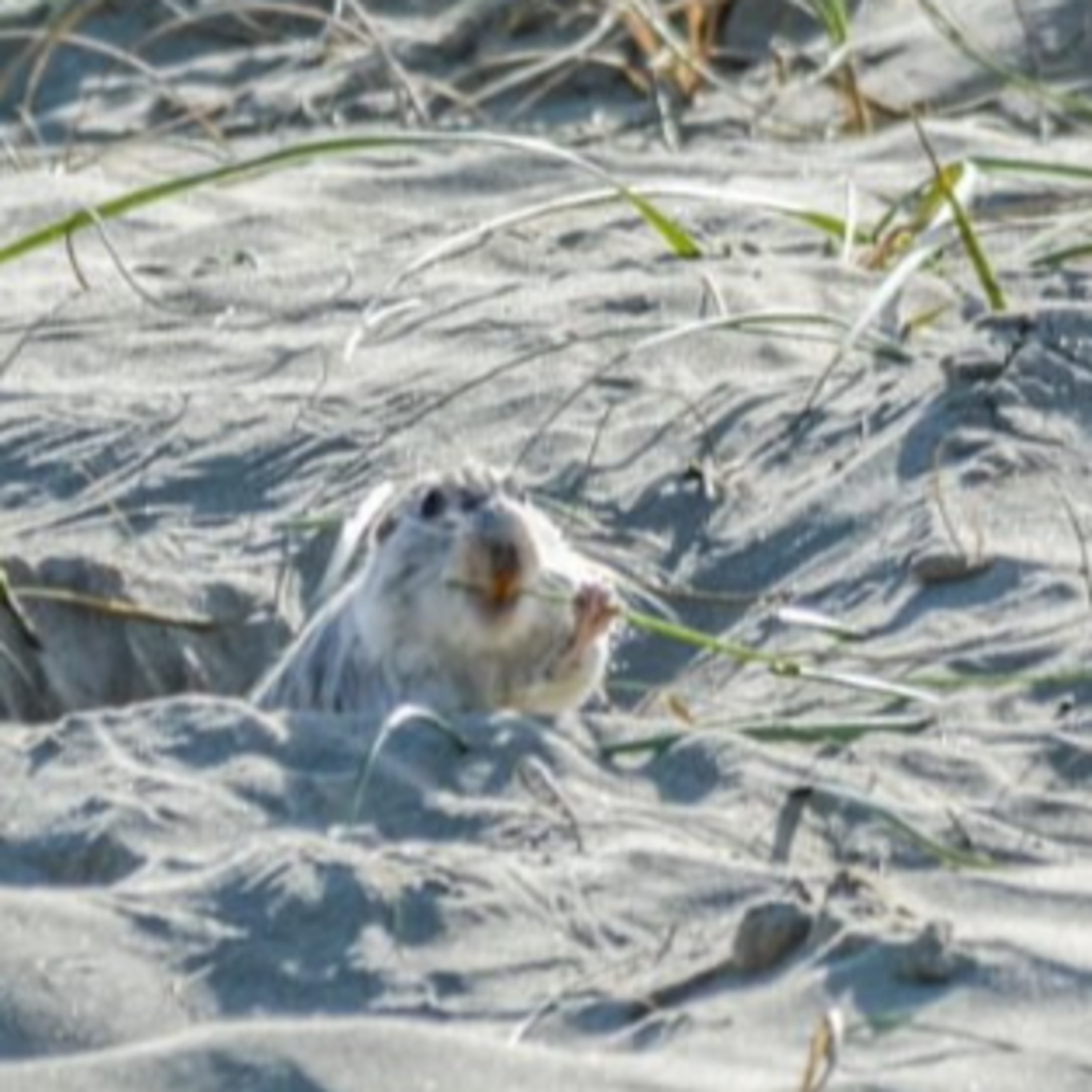 Fauna Marinha RS - Conhecendo os animais do litoral gaúcho!
