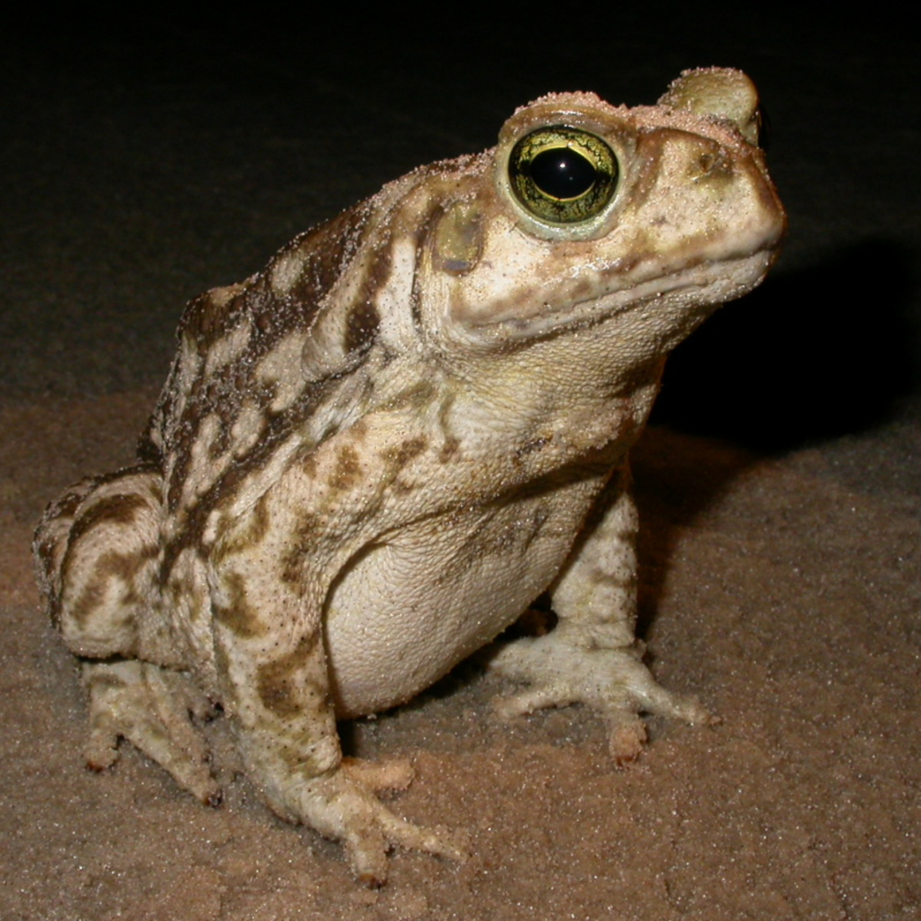 Fauna Marinha RS - Conhecendo os animais do litoral gaúcho!