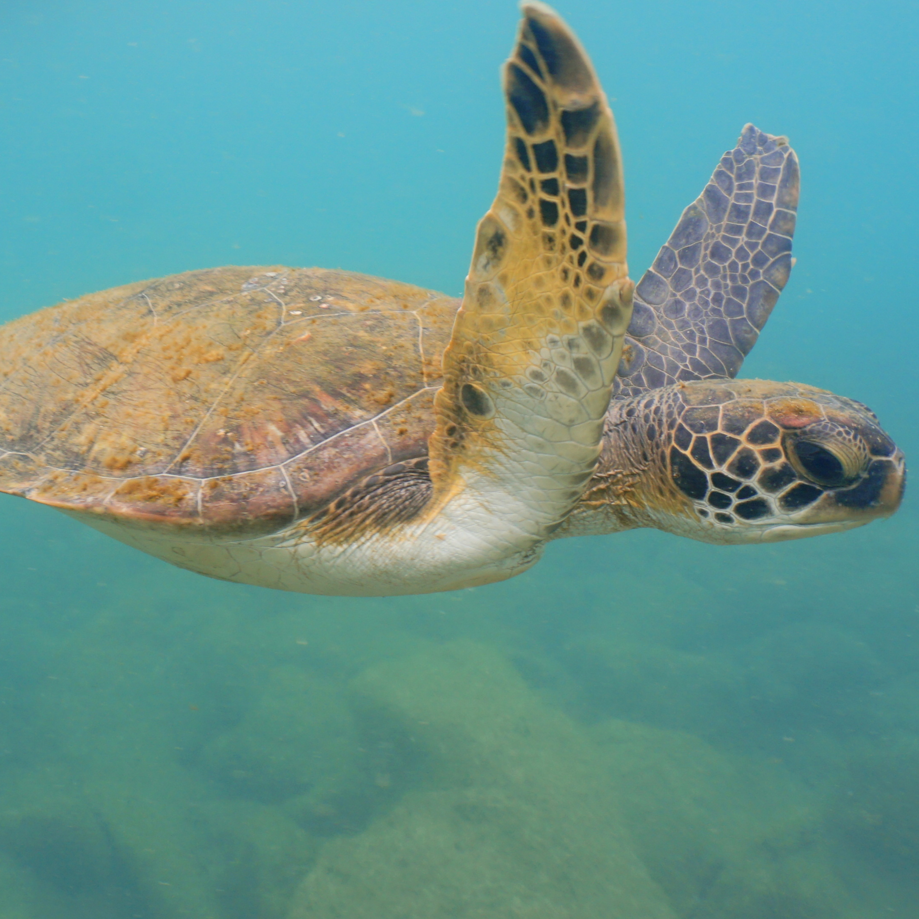 Fauna Marinha RS - Conhecendo os animais do litoral gaúcho!