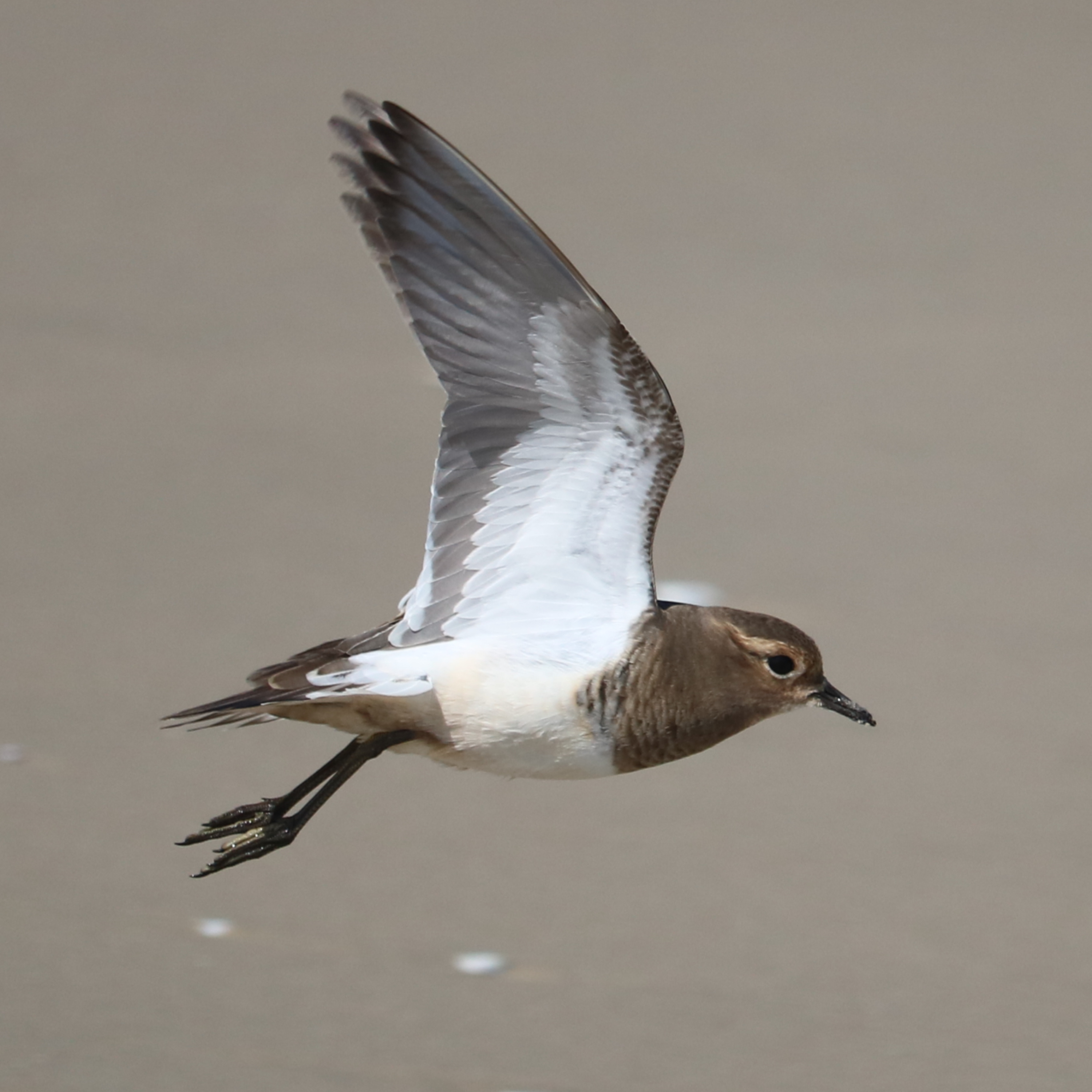 Fauna Marinha RS - Conhecendo os animais do litoral gaúcho!