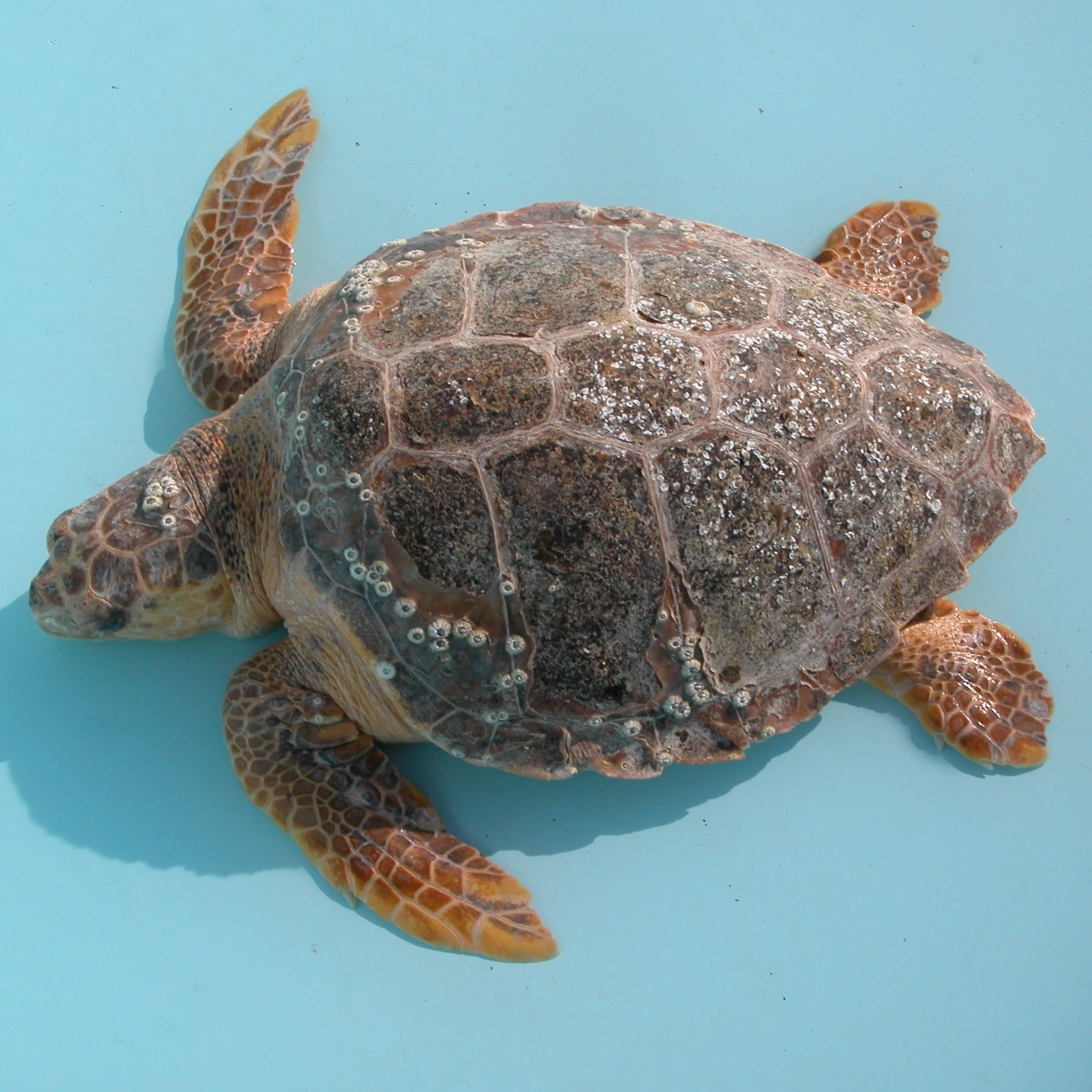 Fauna Marinha RS - Conhecendo os animais do litoral gaúcho!