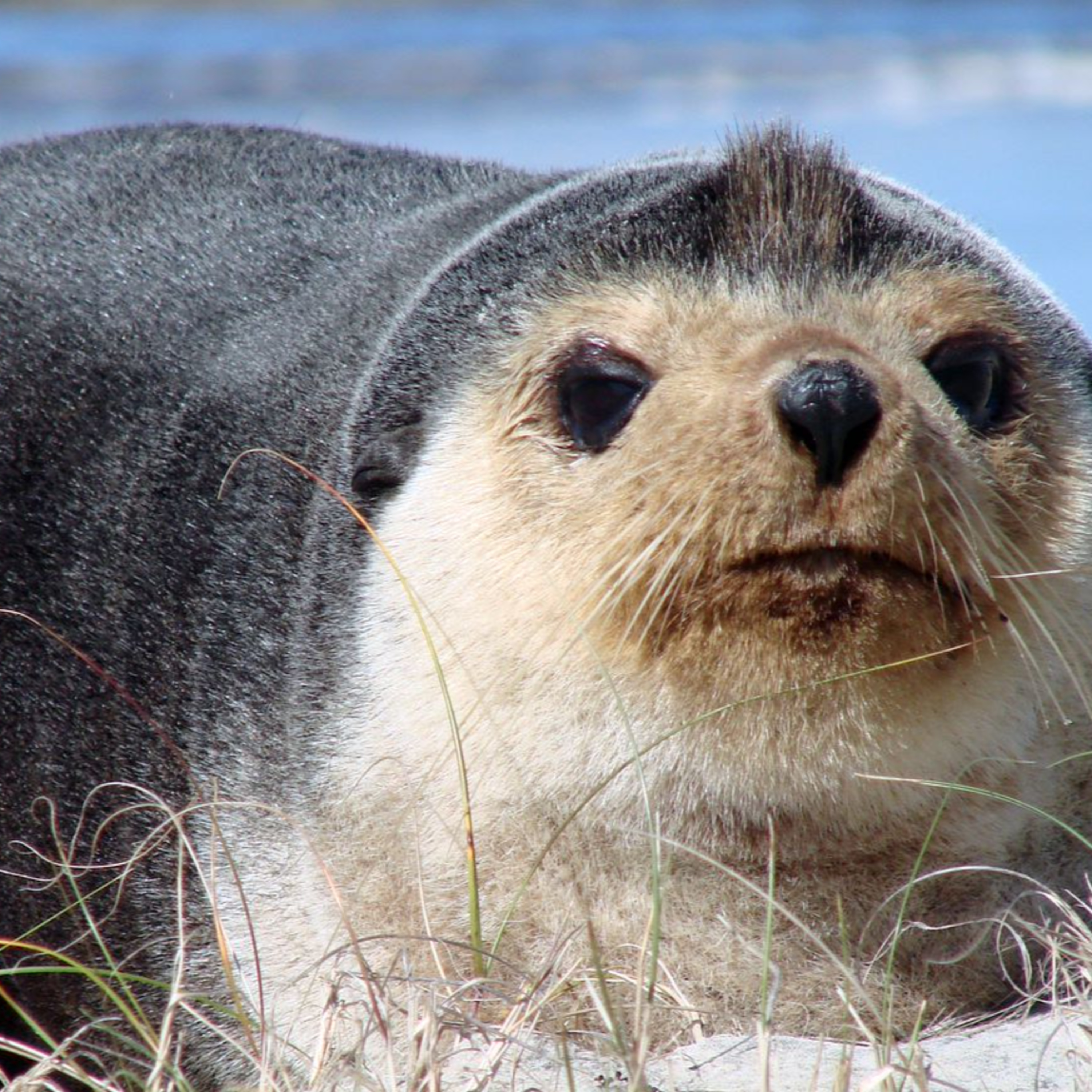 Fauna Marinha RS - Conhecendo os animais do litoral gaúcho!