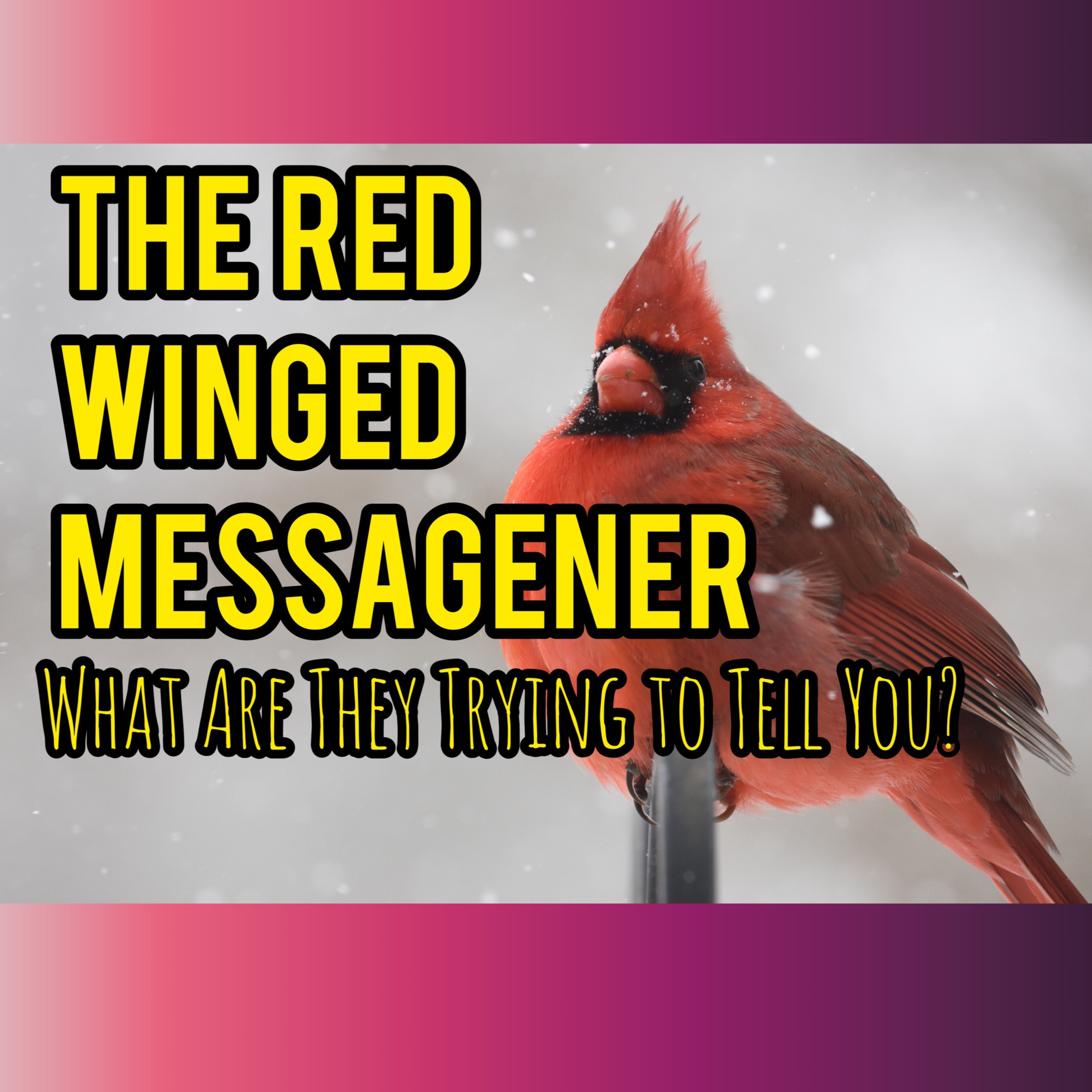 21- Fueling the Flame - THE RED CARDINAL SPIRITUAL MEANING• CHANNELED INFORMATION•SPIRIT ANIMAL episode artwork