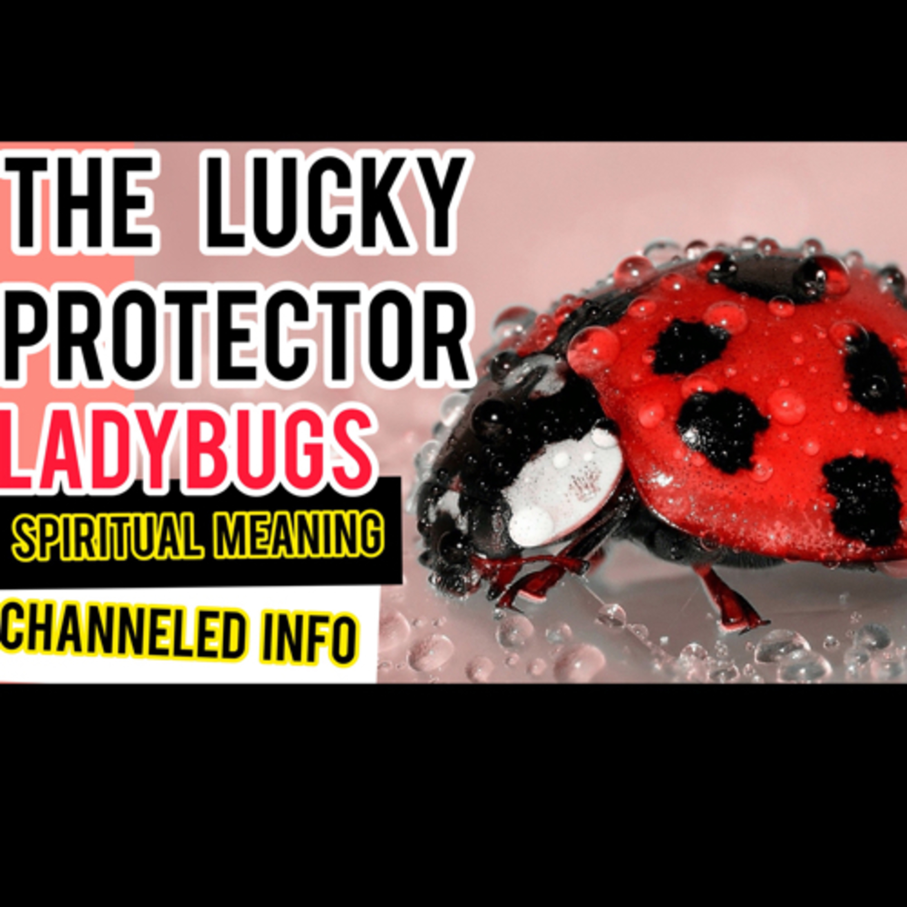 35- Fueling the Flame -LADYBUGS 🐞SPIRITUAL MEANING & CHANNELED INFO SPIRIT ANIMAL episode artwork