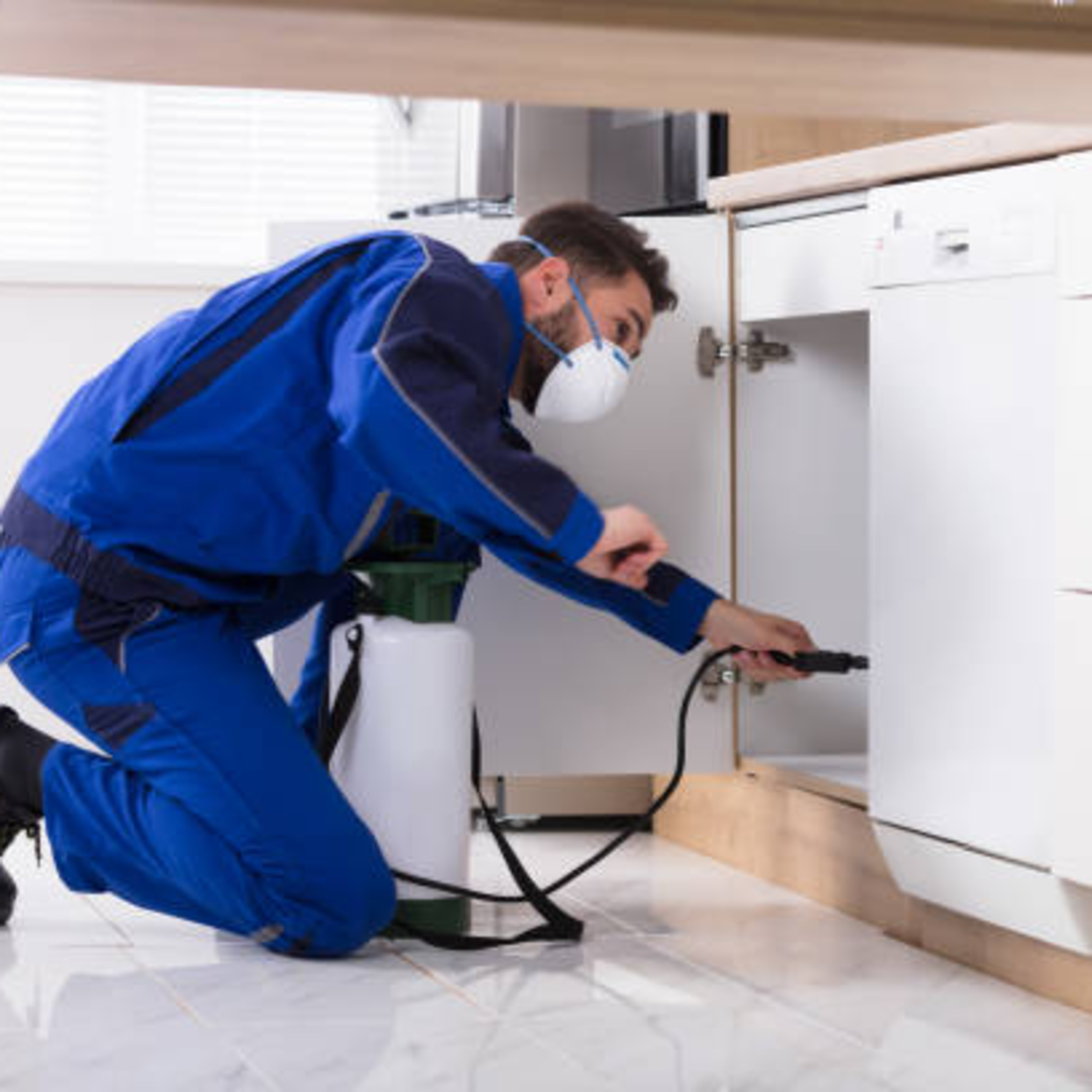 Experienced Team Insect Control Services in Sarasota, FL. 