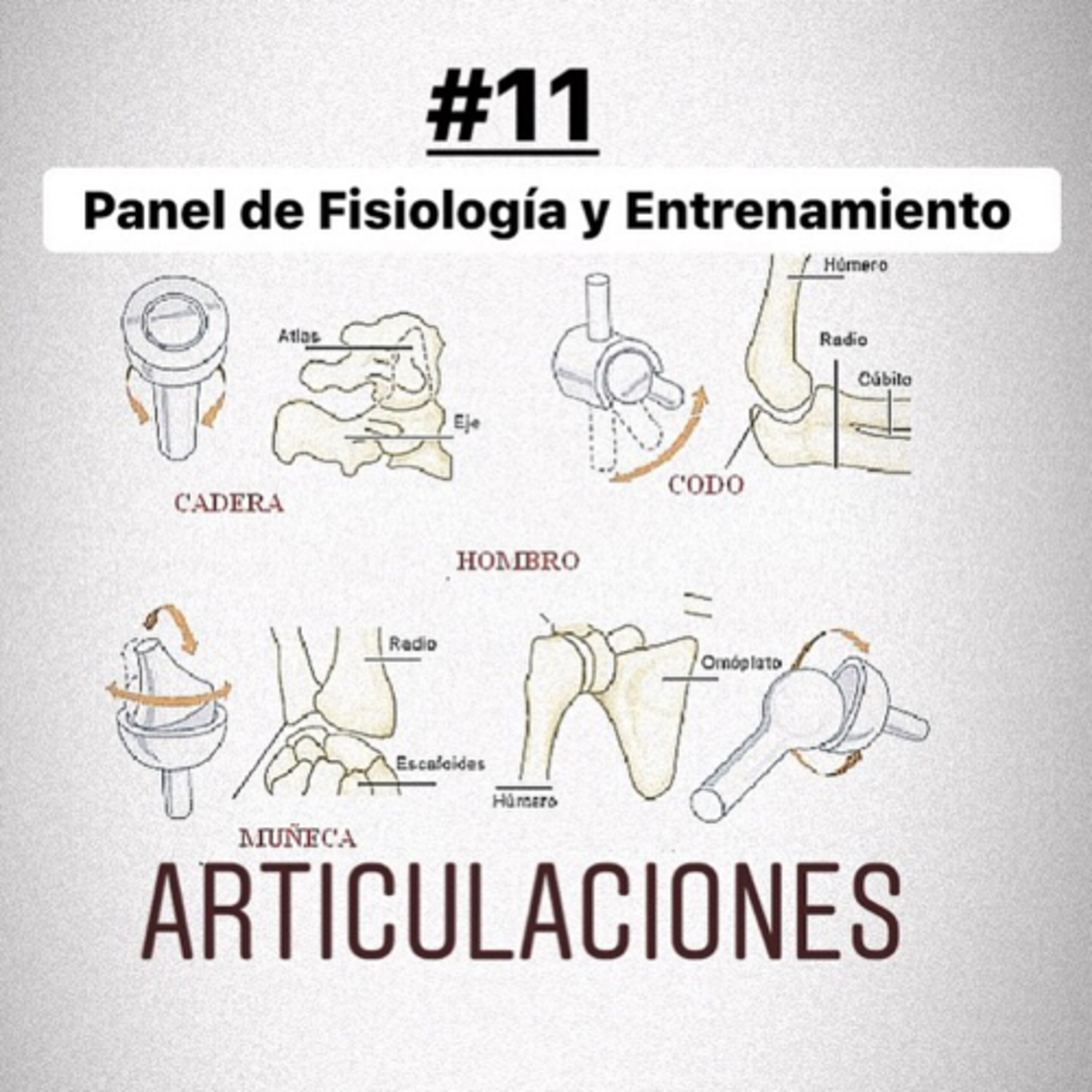 Homosapien Condición Física