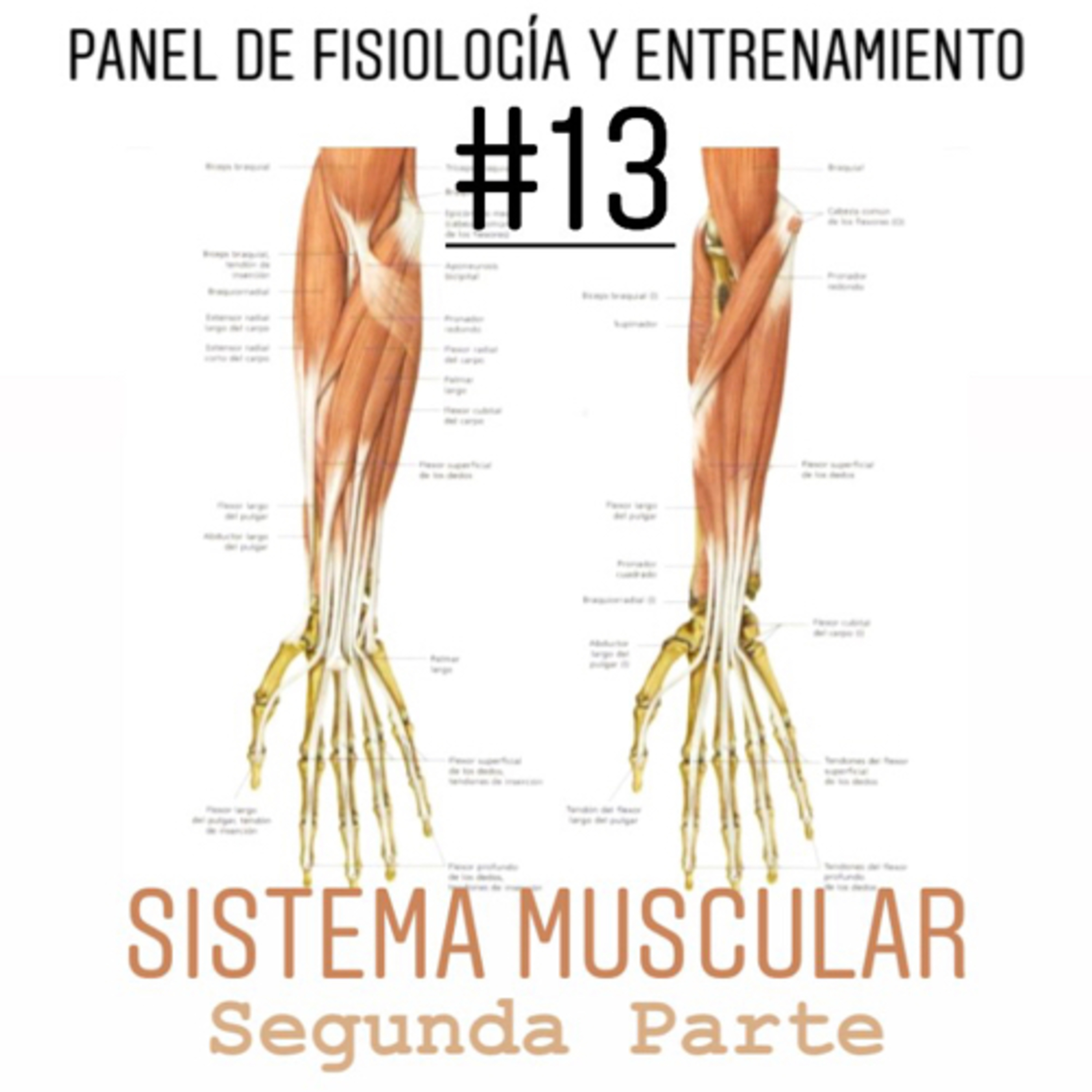 Homosapien Condición Física