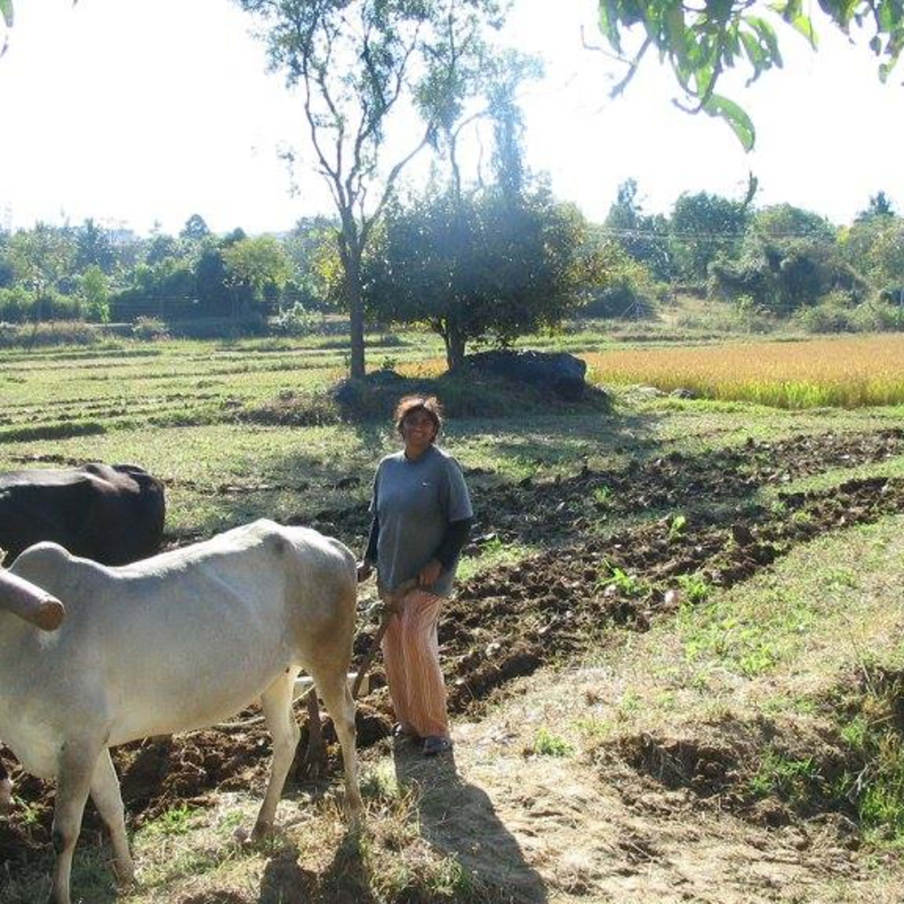 How to avoid mosquitoes and flies on my farm animals? ನನ್ನ ಕೃಷಿ ಪ್ರಾಣಿಗಳ ಮೇಲೆ ಸೊಳ್ಳೆಗಳು ಮತ್ತು ನೊಣಗಳನ್ನು ತಪ್ಪಿಸುವುದು ಹೇಗೆ? episode artwork