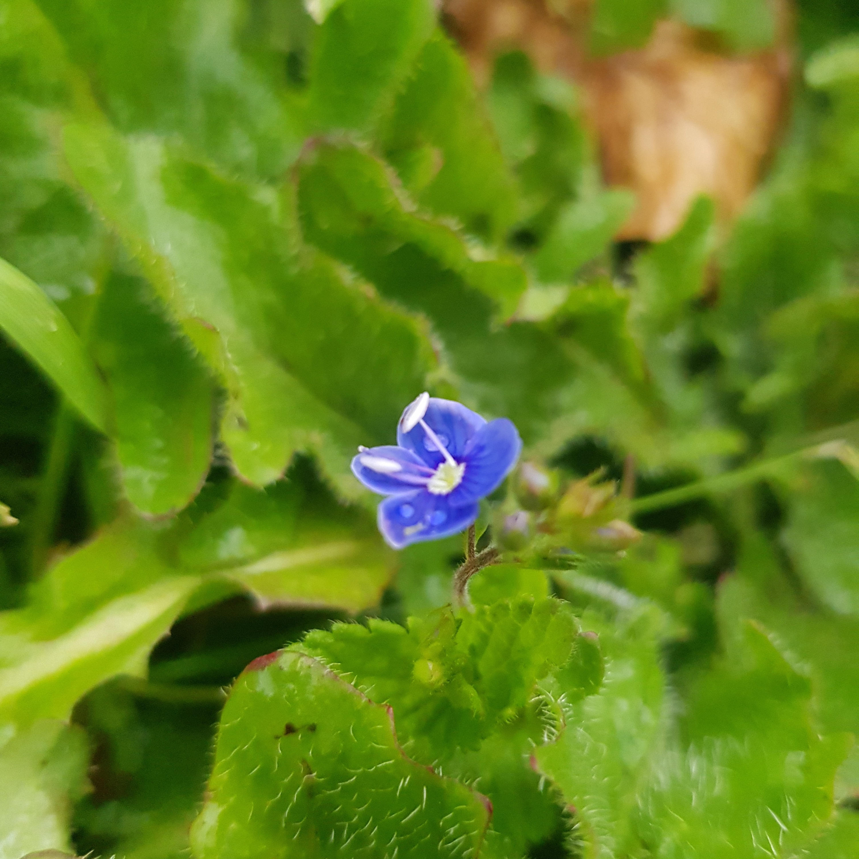 Der Weg zu mir selbst. Mein eigenes Lebensbuch das mich begleitet. Möglicherweise lauschst du zu