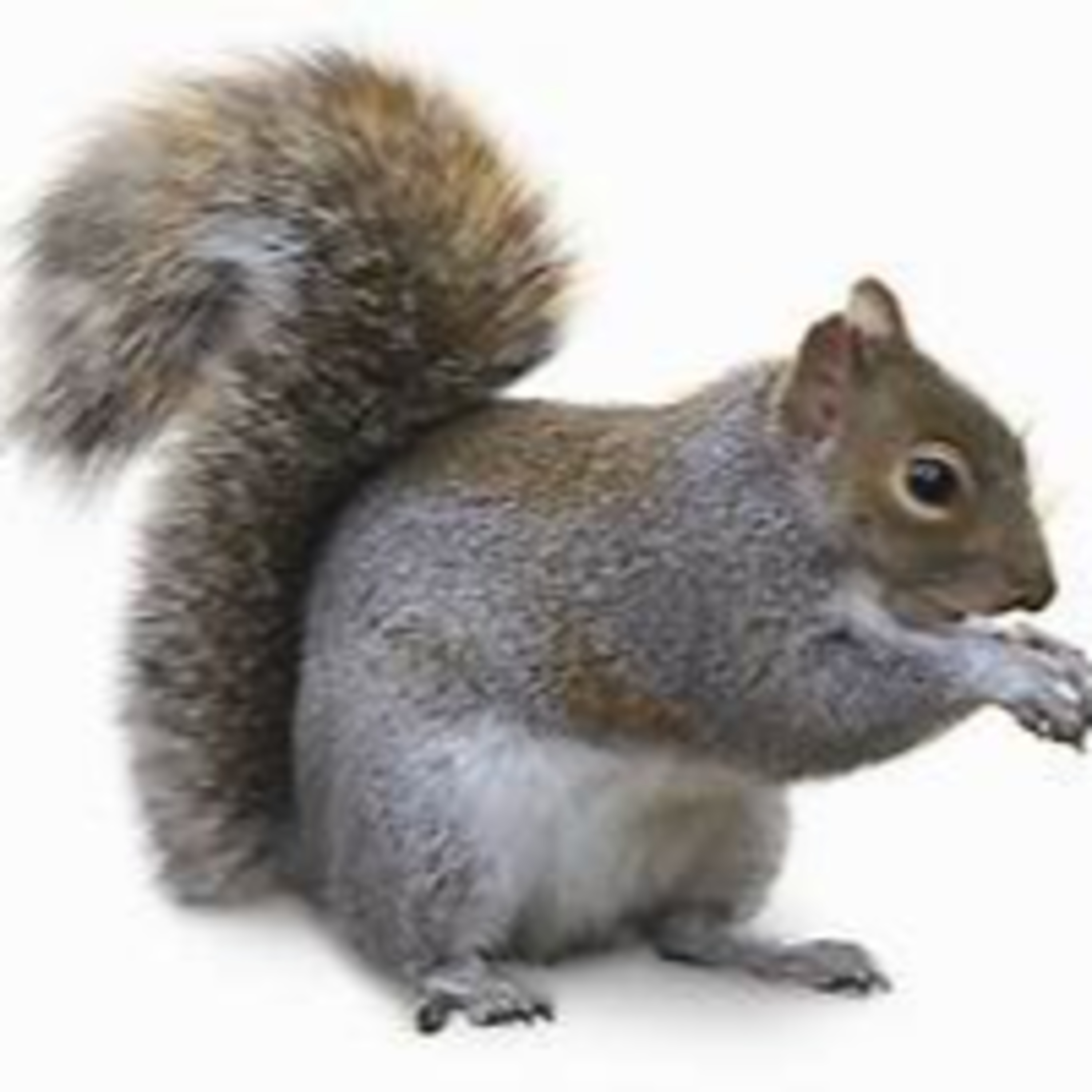 squirrels episode artwork