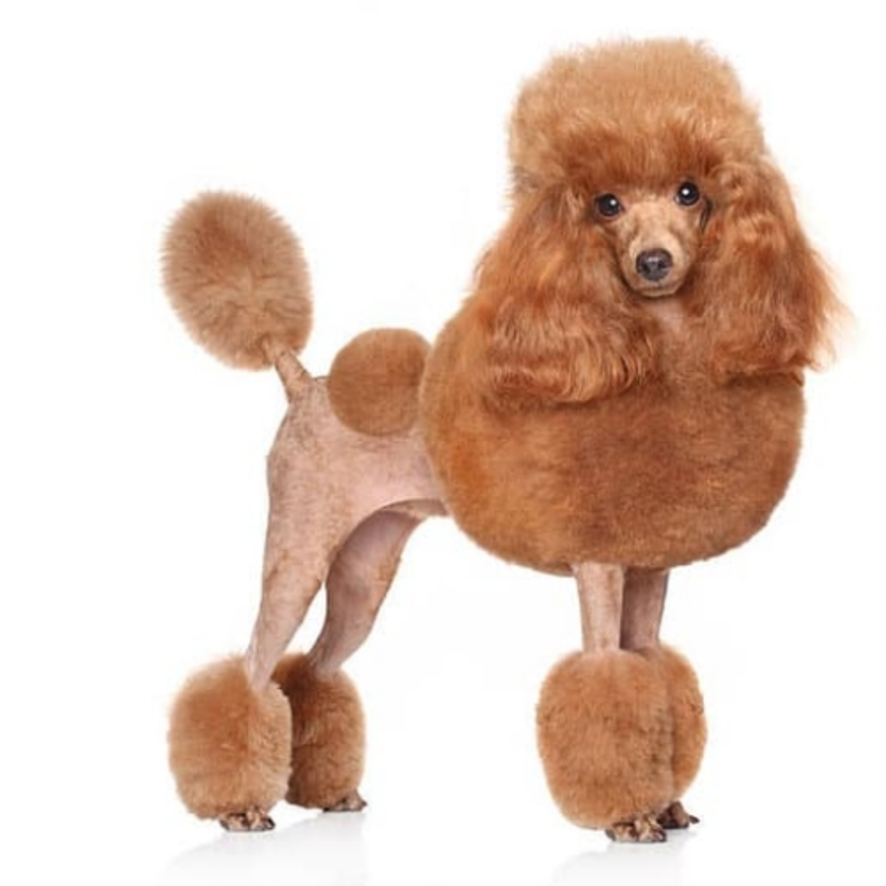 5 tips for dog care