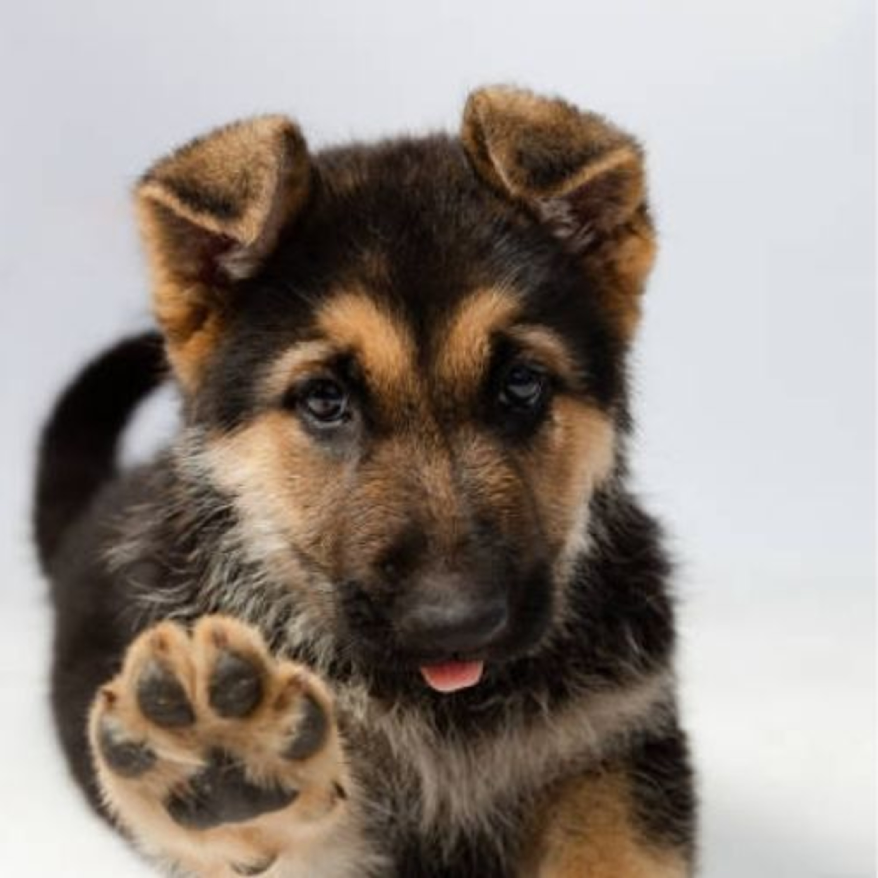 5 tips for dog care