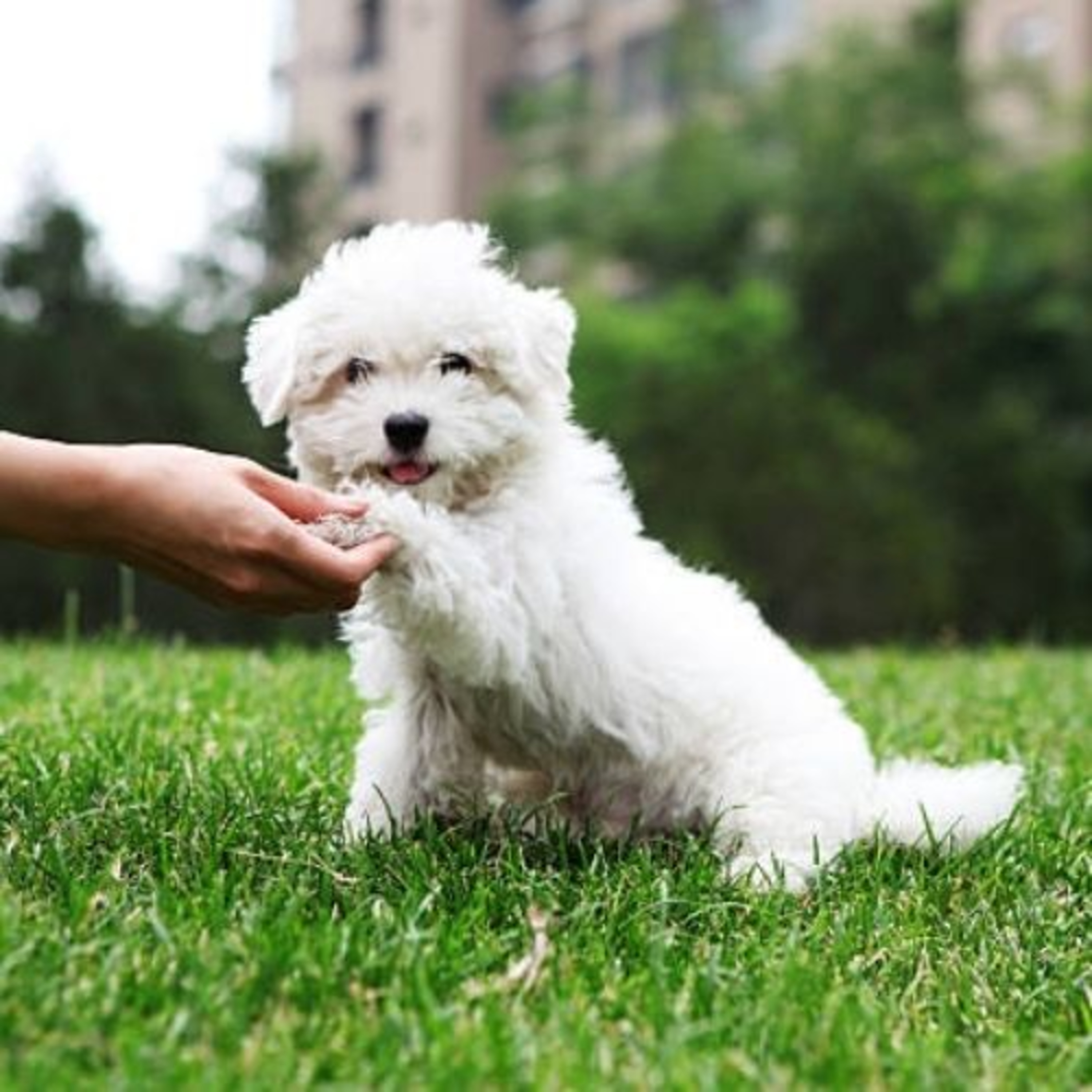 5 tips for dog care