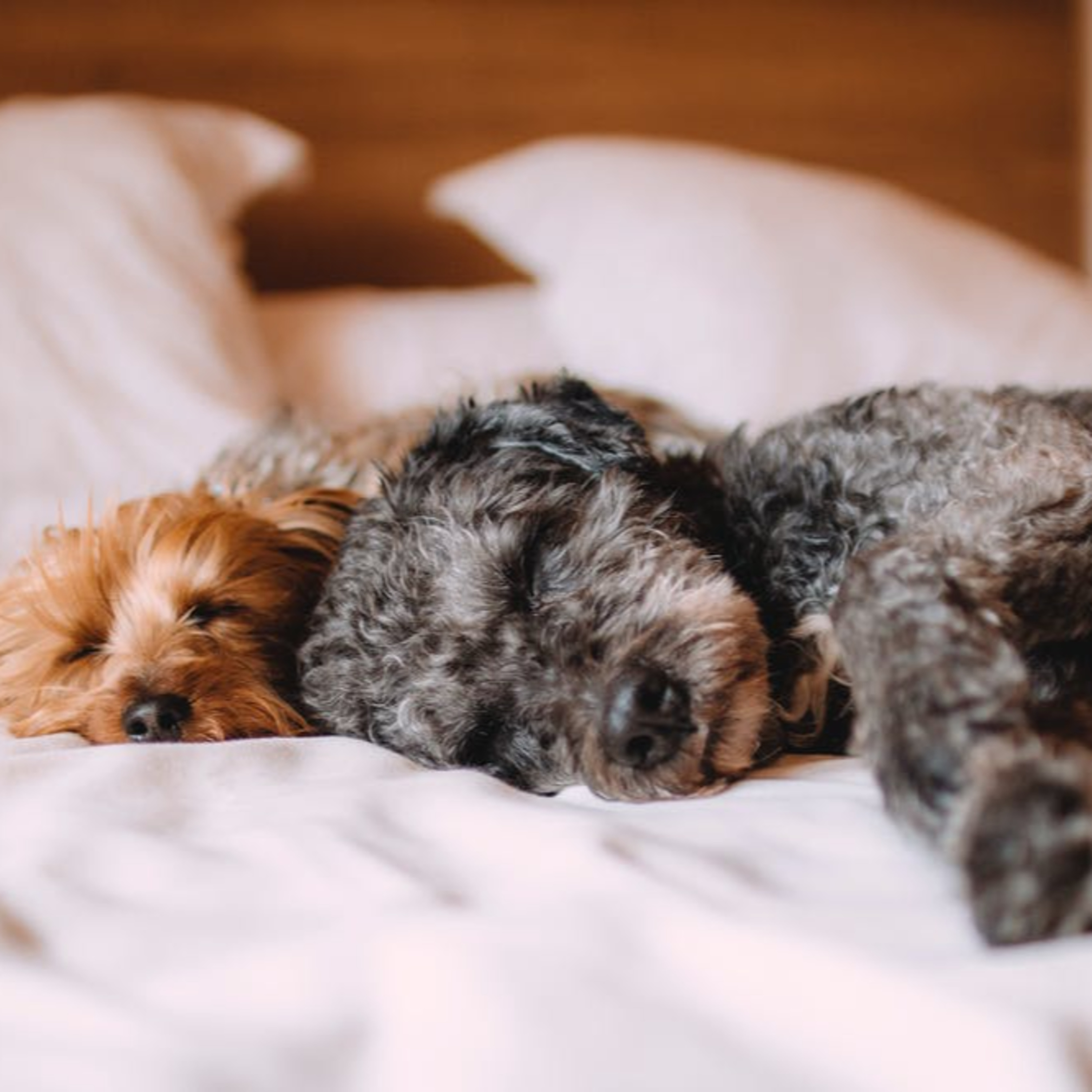5 tips for dog care